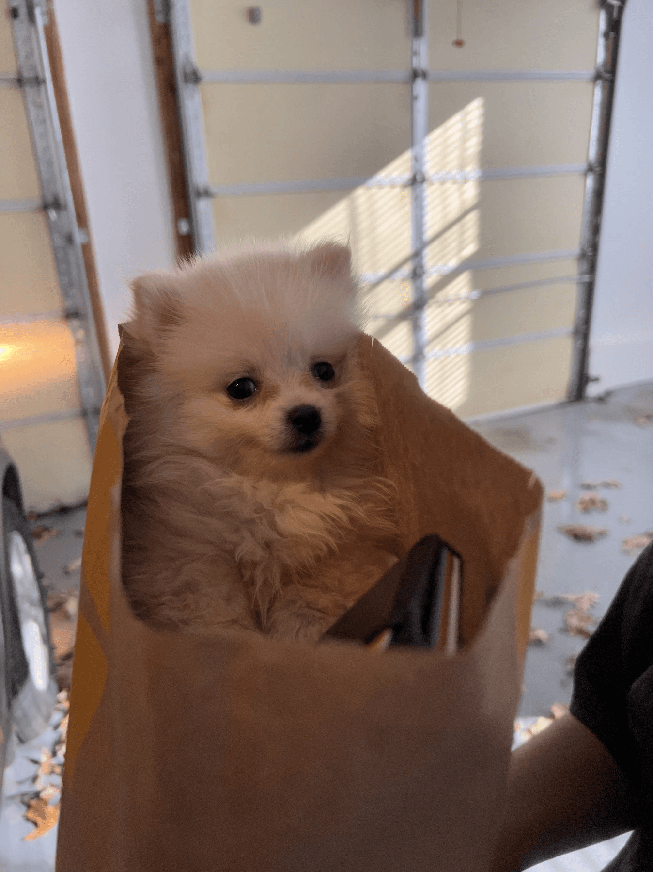 Female Pomeranian in Atlantic City, New Jersey