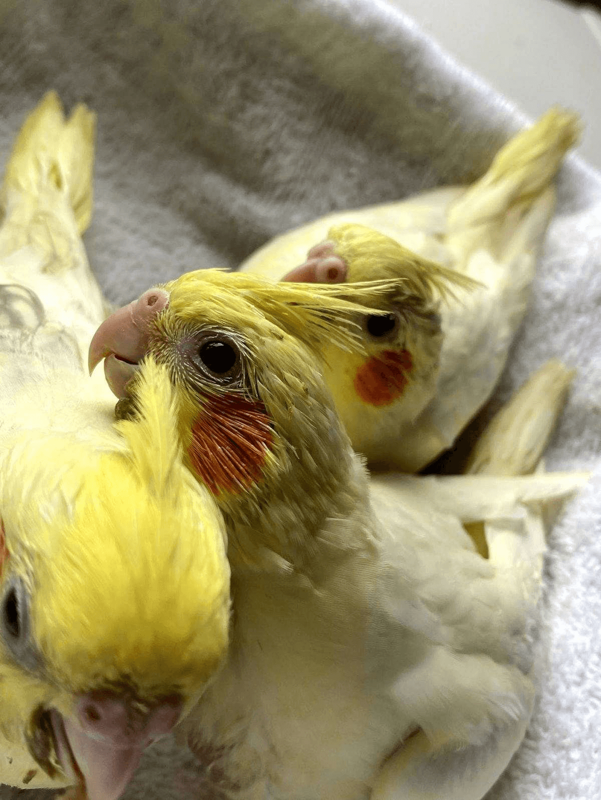 Cockatiel in London, Kentucky