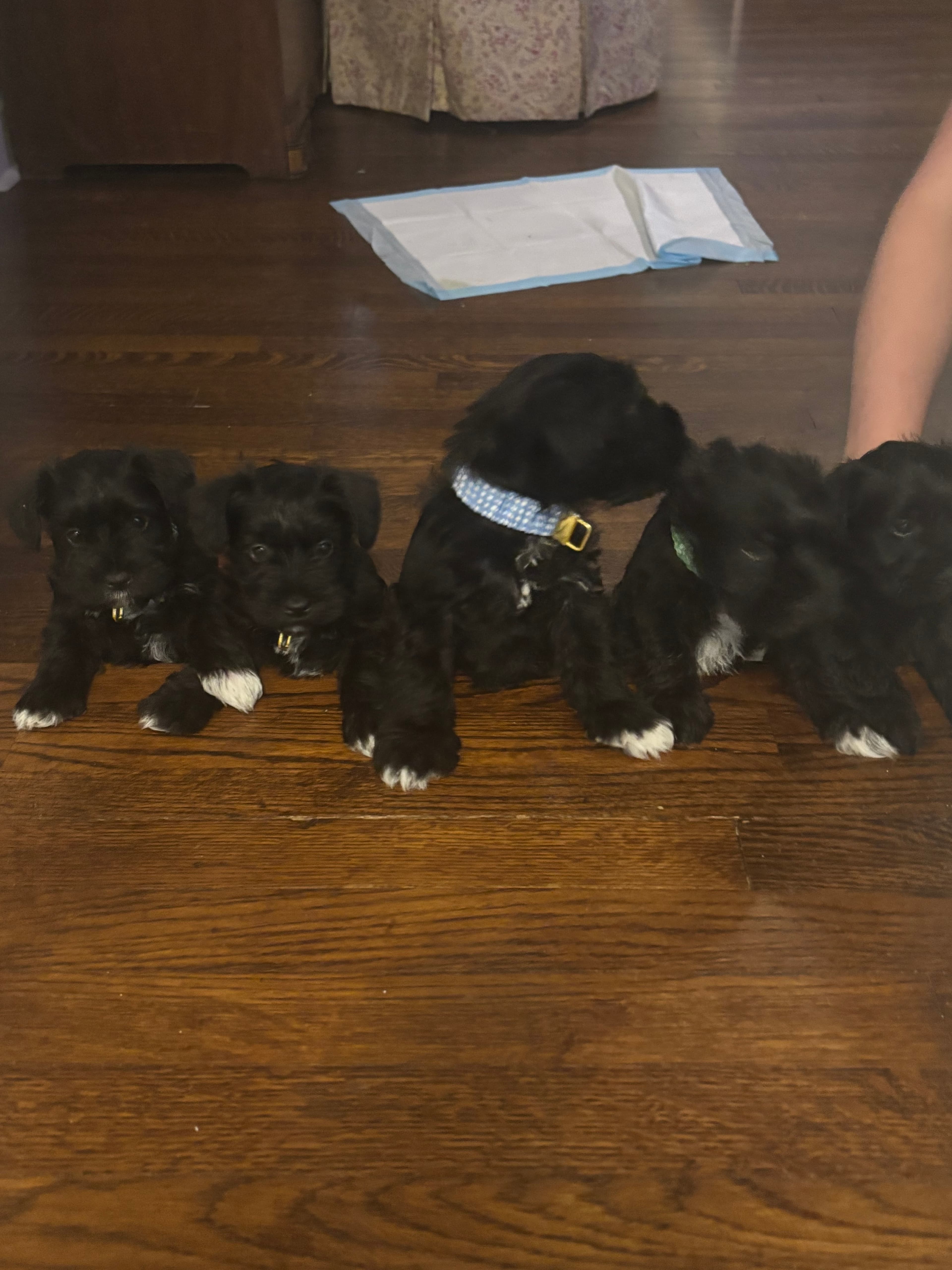 Miniature Schnauzer in Wilson, North Carolina