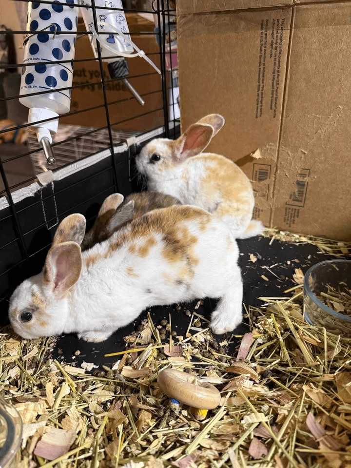 Rabbit in Sag Harbor, New York