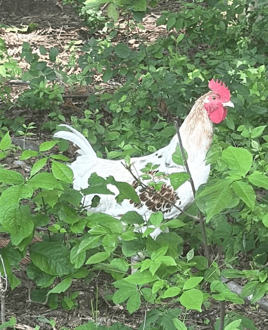 Female Chicken in Bethlehem, Pennsylvania