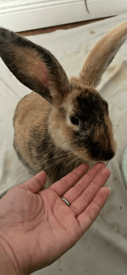 Male Rabbit in Sag Harbor, New York