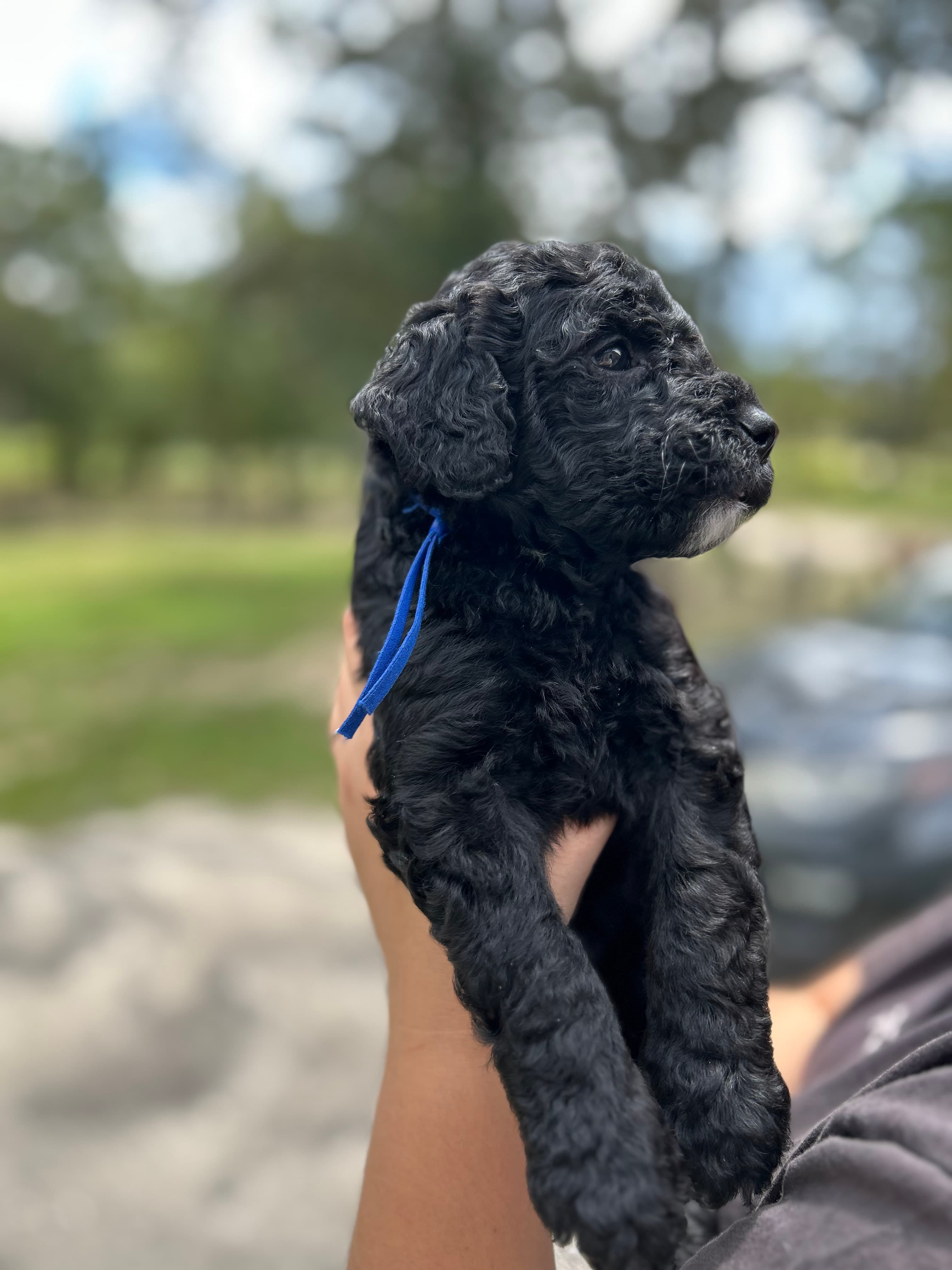 Poodle (Standard) in Brooksville, Florida