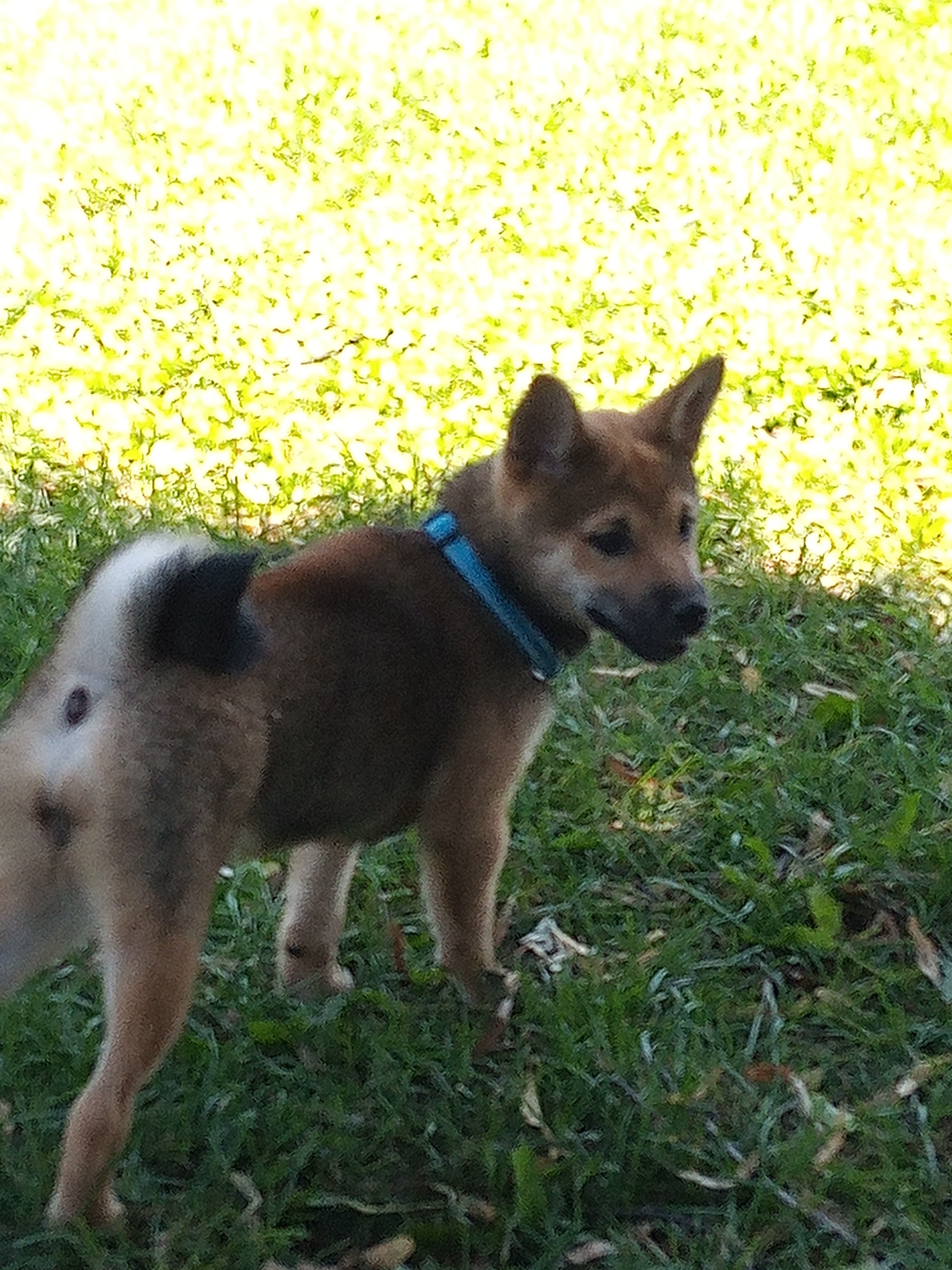 Female Shiba Inu in Traverse City, Michigan