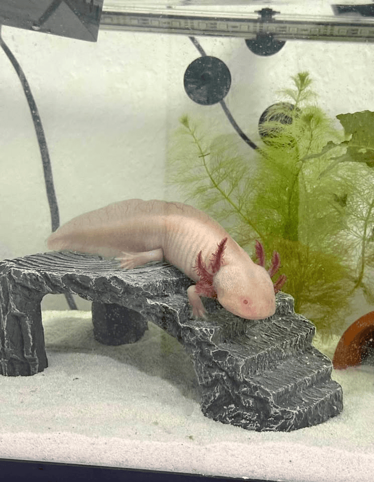 Axolotl in Chicago, Illinois