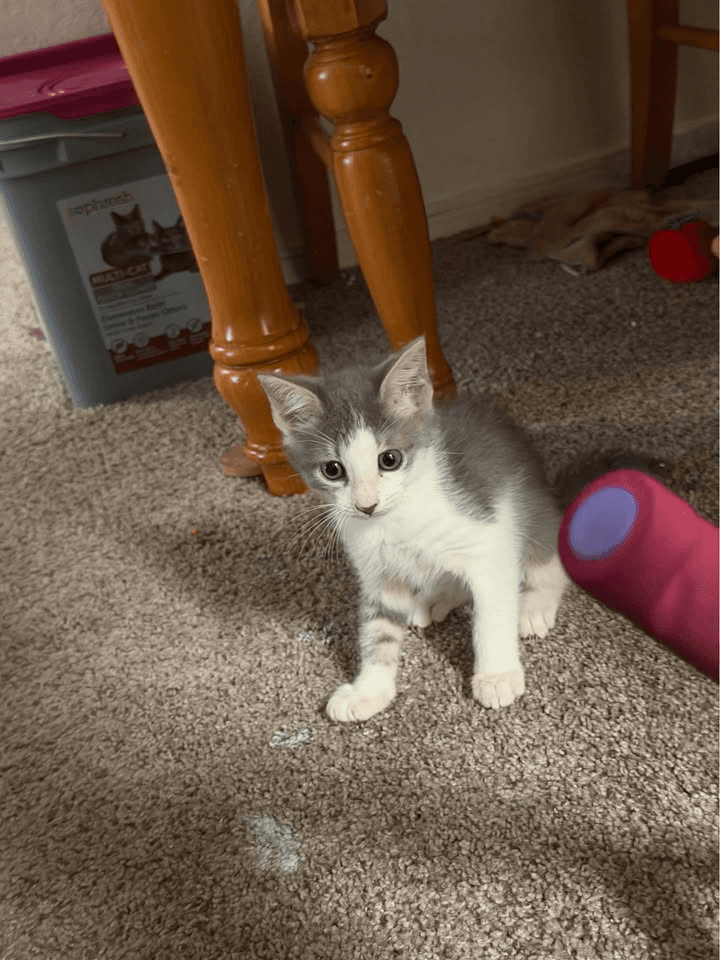 Female American Shorthair in Sag Harbor, New York