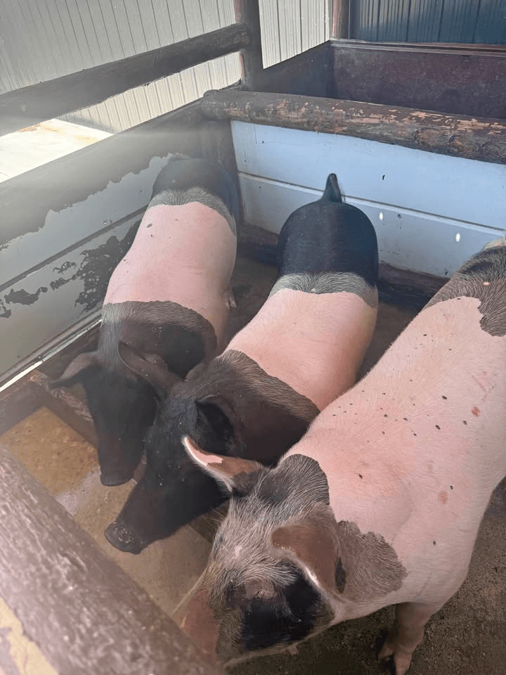 Pig in Bethlehem, Pennsylvania