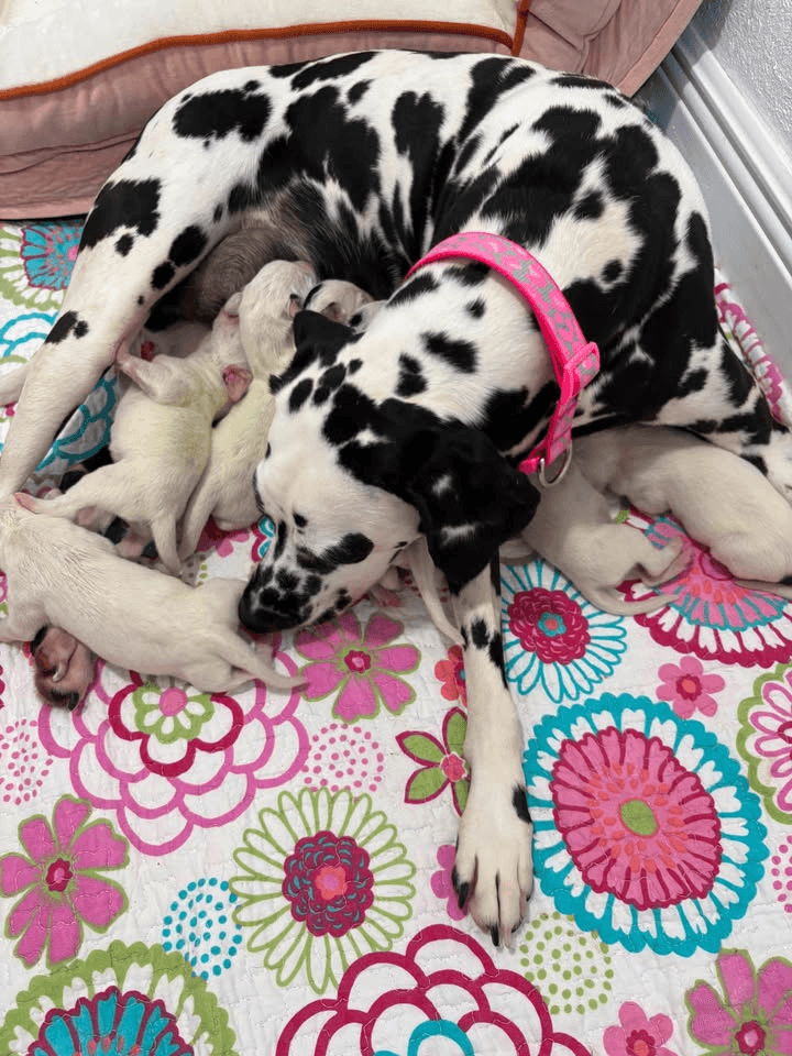 Dalmatian in Bergen County, New Jersey