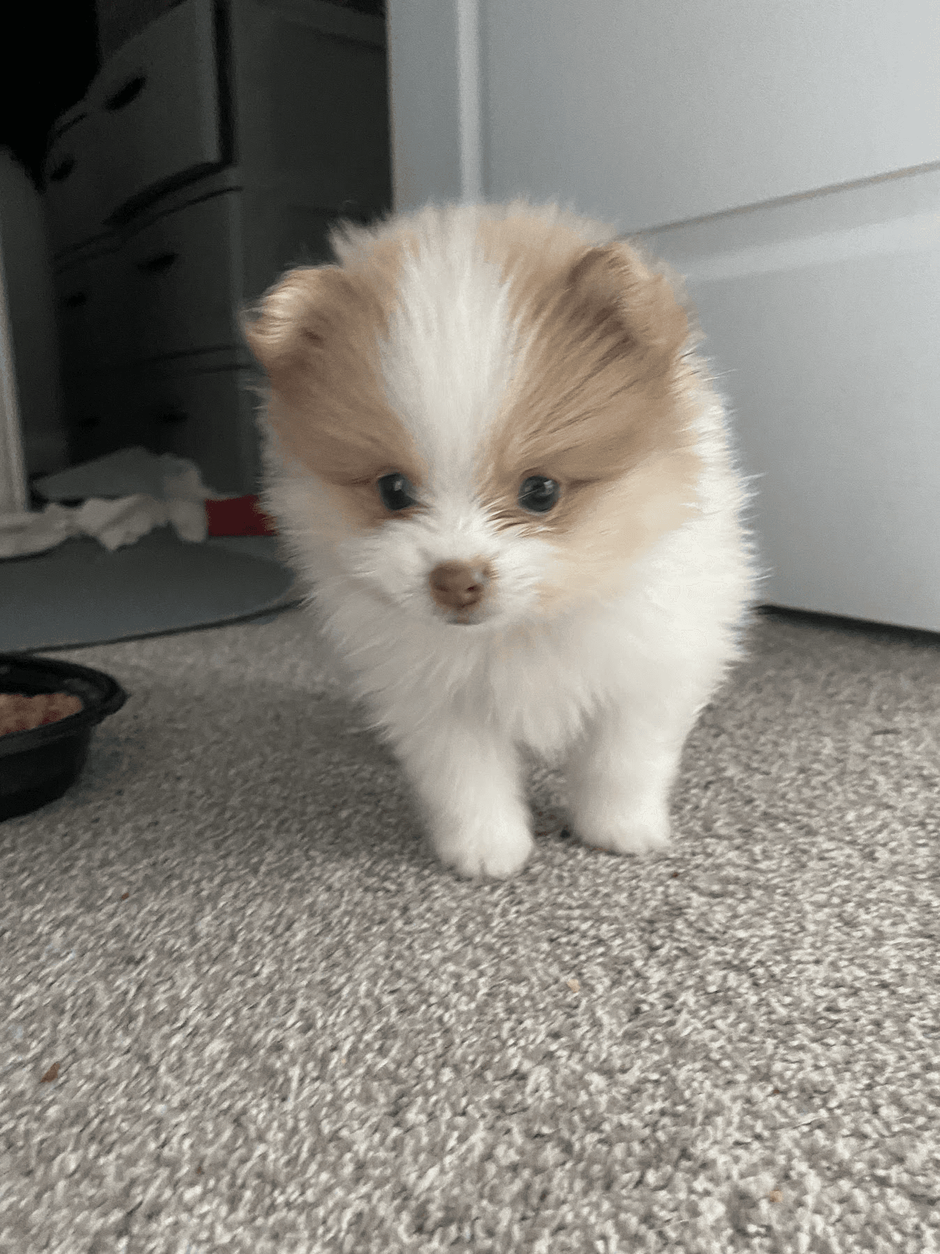 Male Pomeranian in Queens, New York