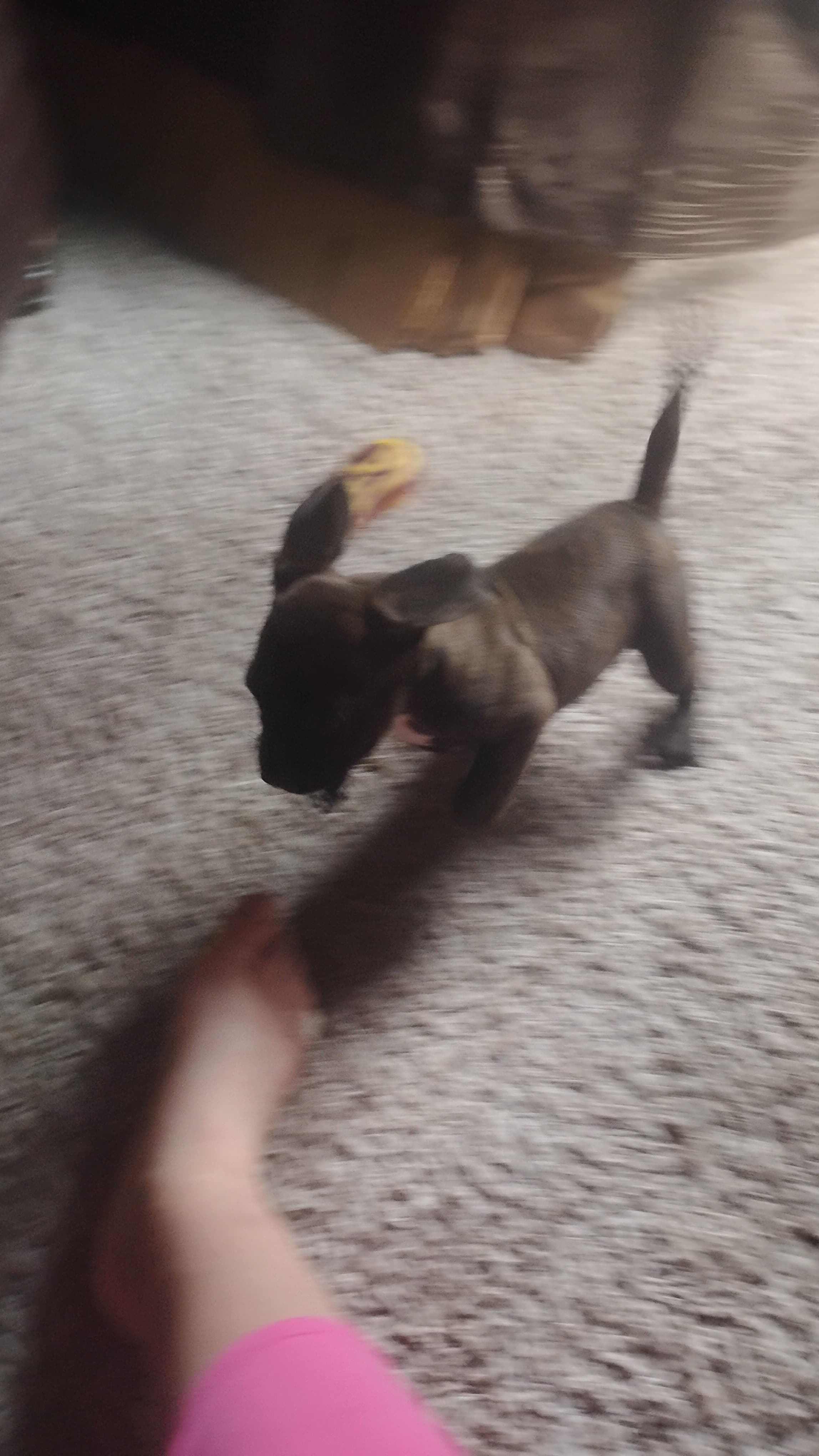 Boxer in Des Moines, Iowa