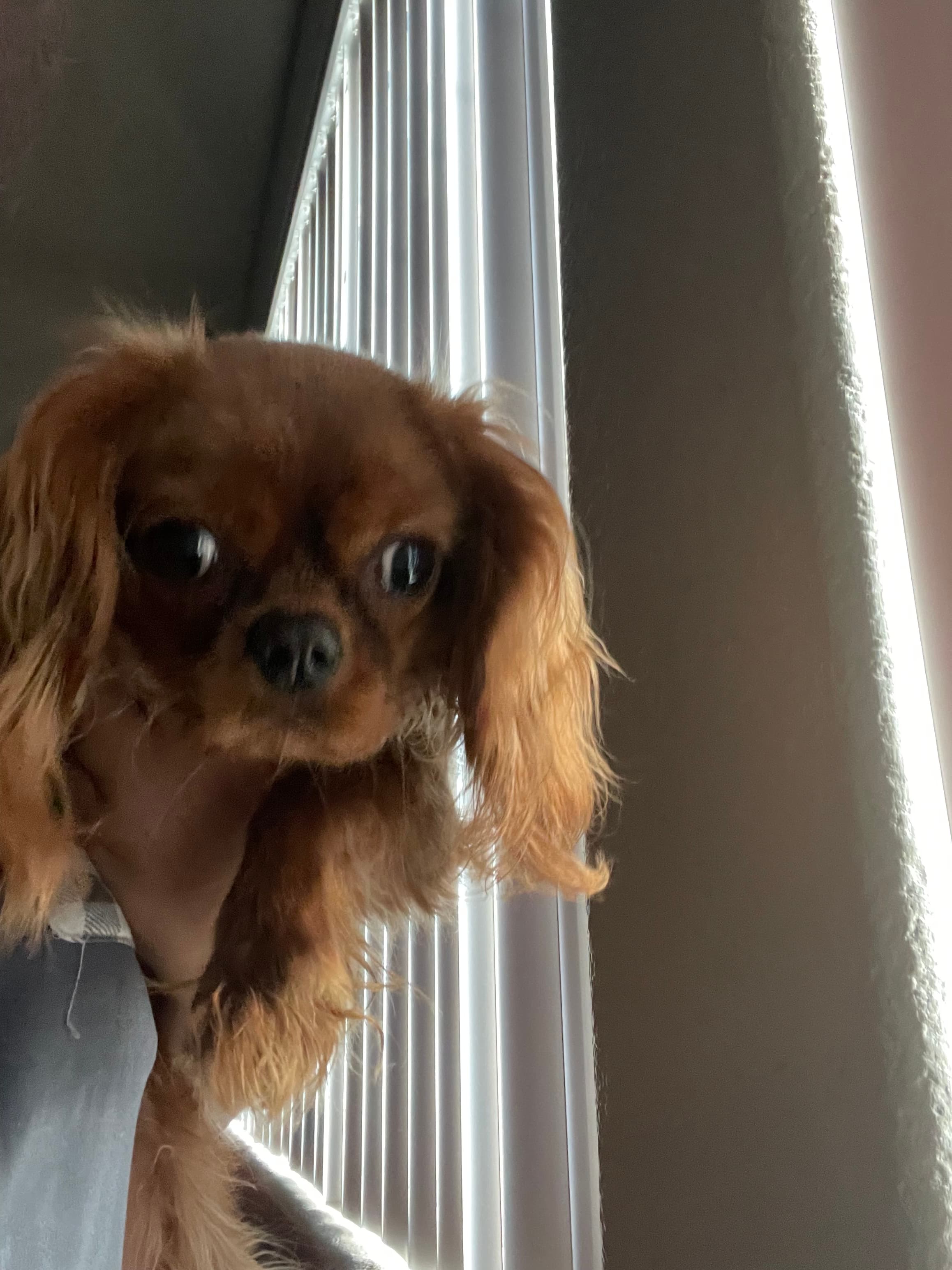 Female Cavalier King Charles Spaniel in Las Vegas, Nevada