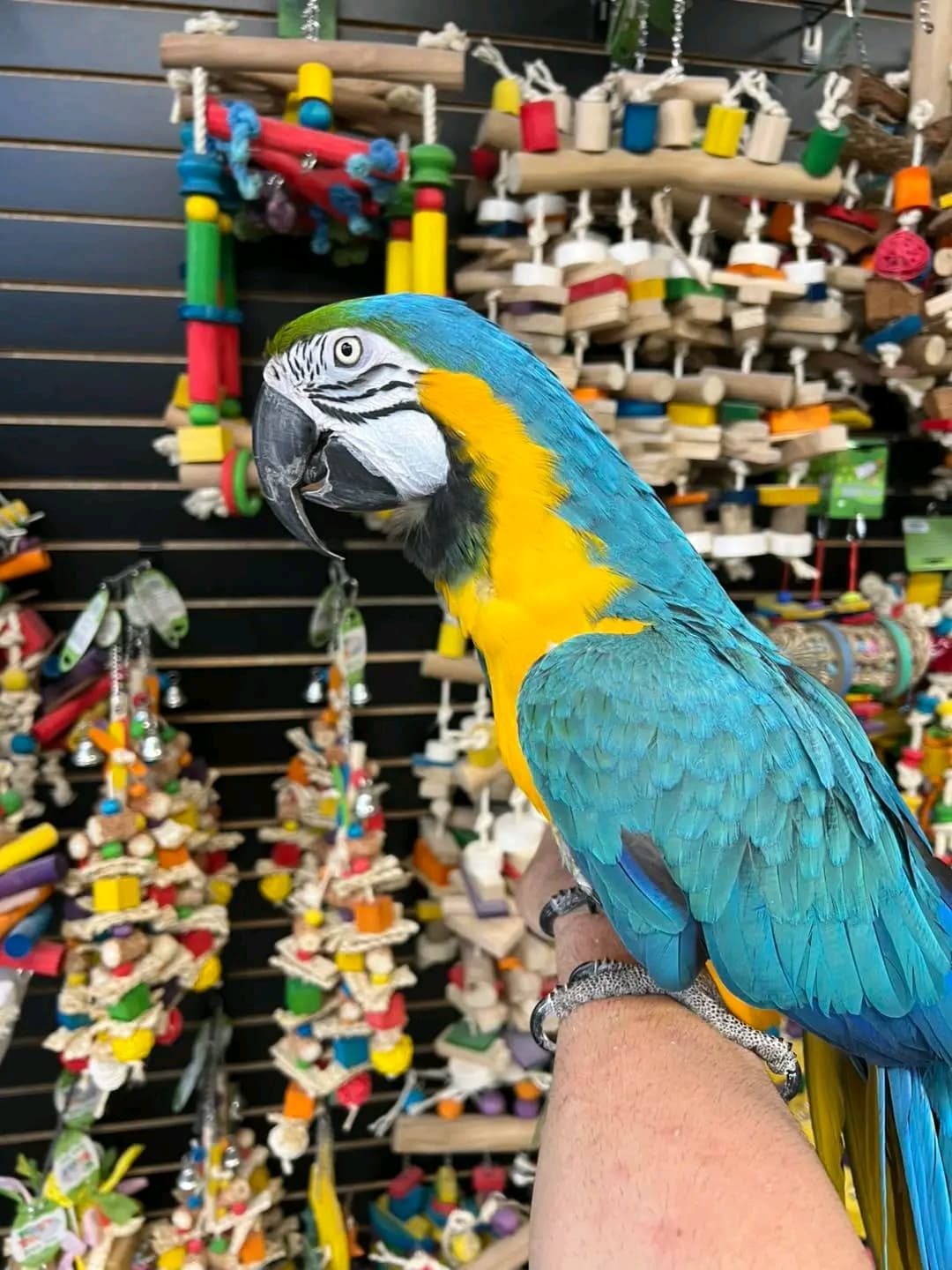 Female Macaws in Hamilton City, California