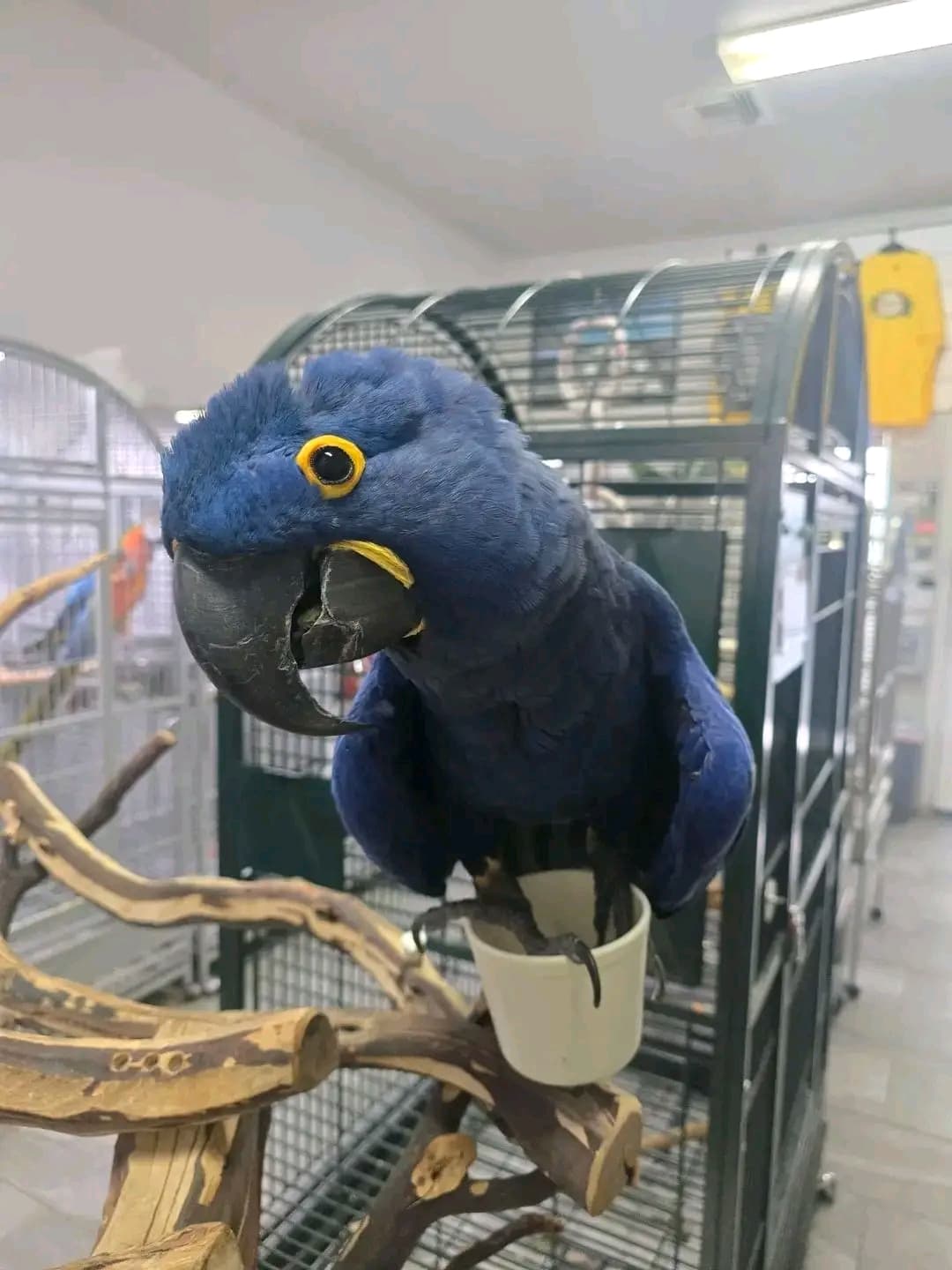 Female Macaws in Hamilton City, California
