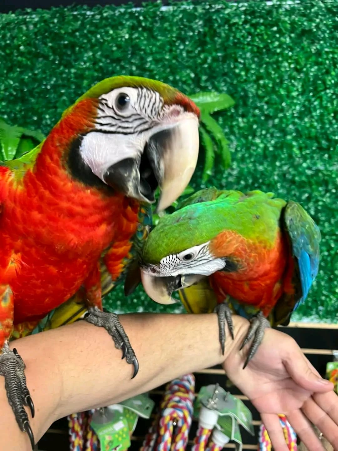 Macaws in Bolivar Peninsula, Texas
