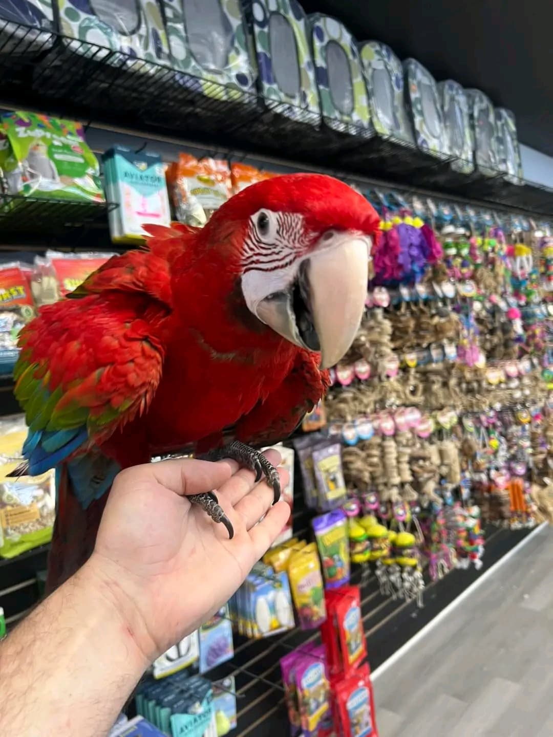 Female Macaws in Bolivar Peninsula, Texas