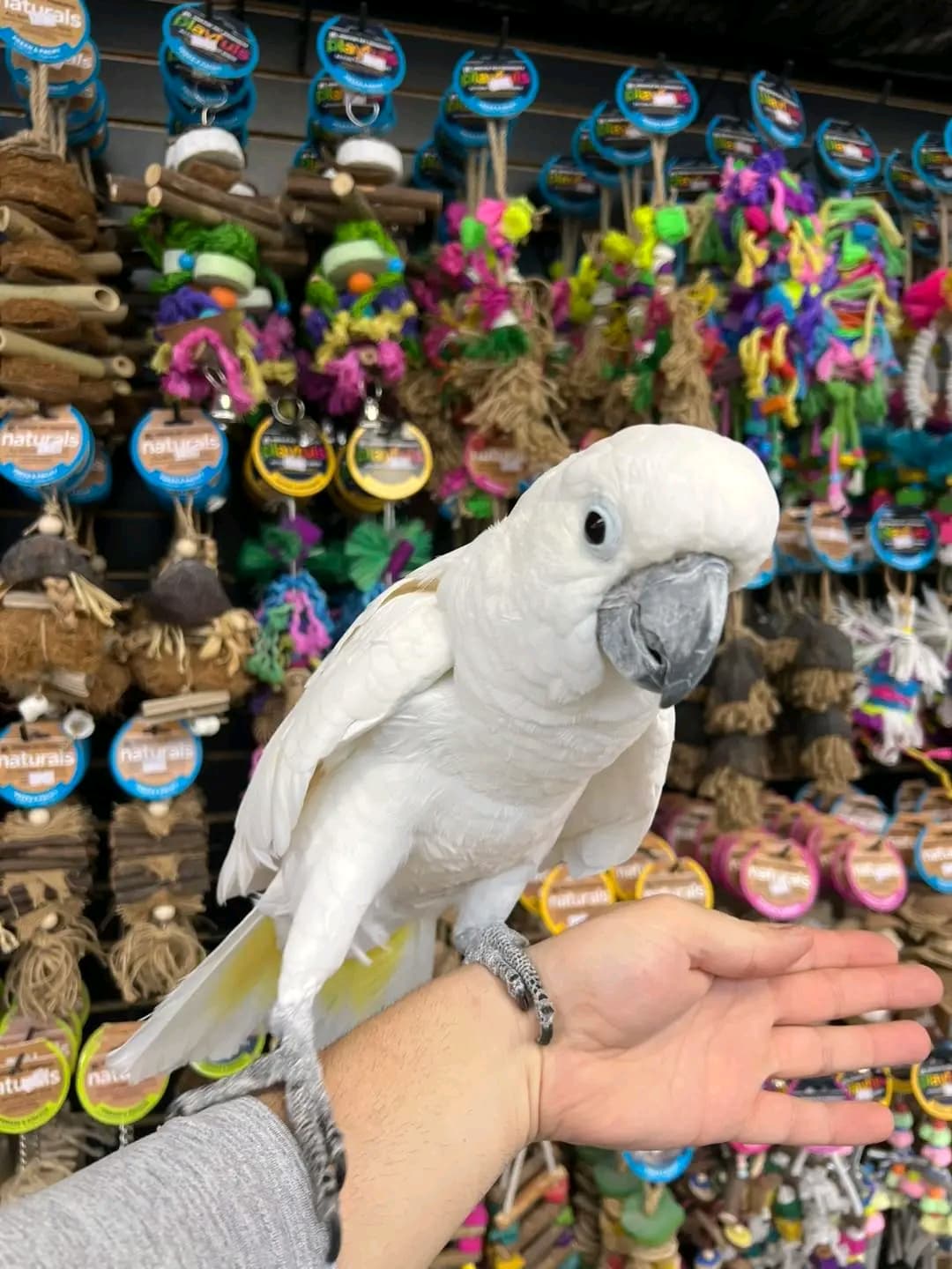 Male Cockatoos in Bolivar Peninsula, Texas