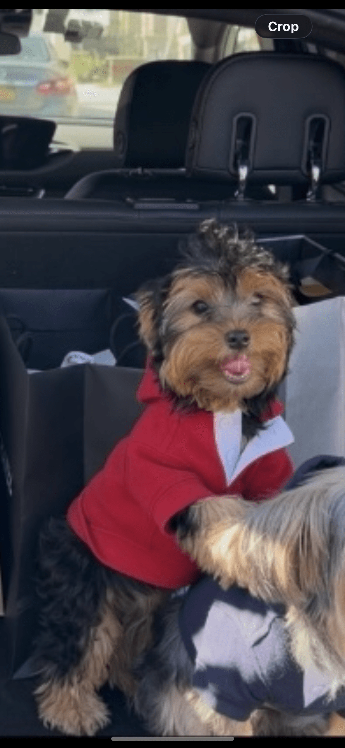 Female Yorkshire Terrier in Brooklyn, New York