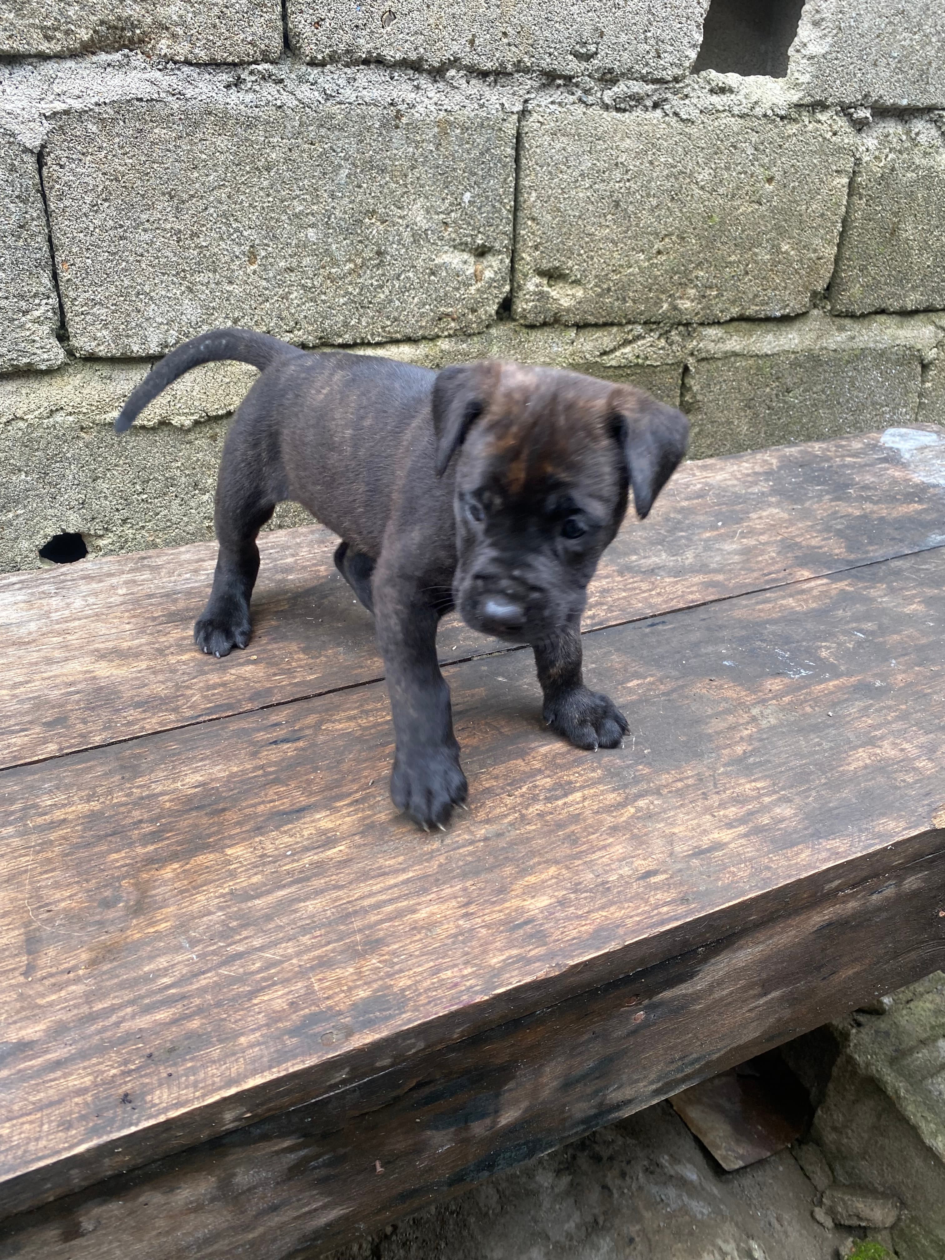 Cane Corso in Los Angeles, California