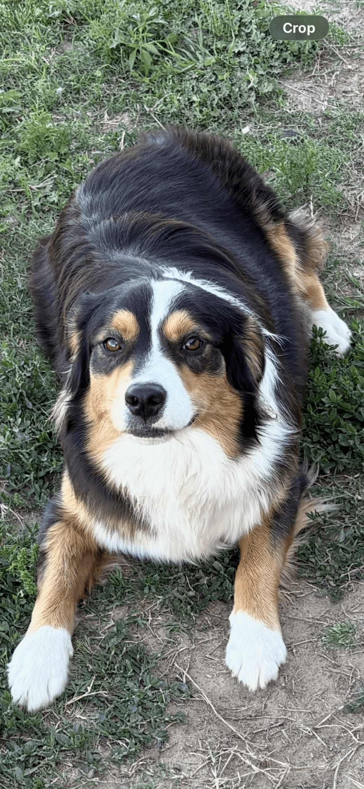 Female Australian Shepherd in Jennings, Oklahoma