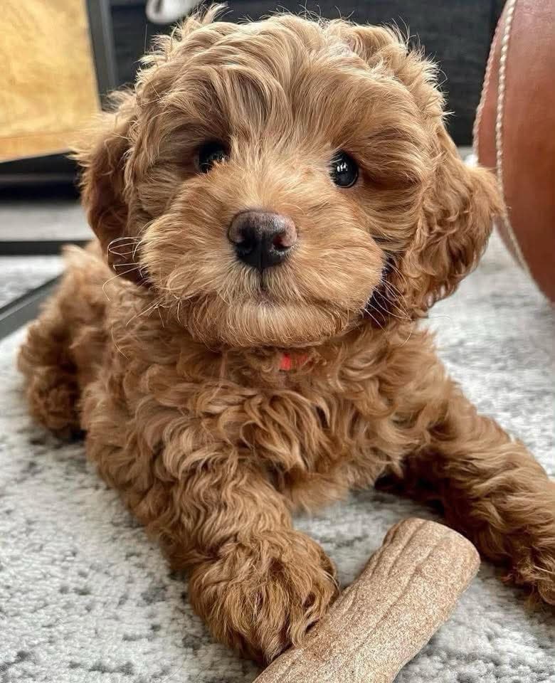 Female Goldendoodle in Atlanta, Georgia