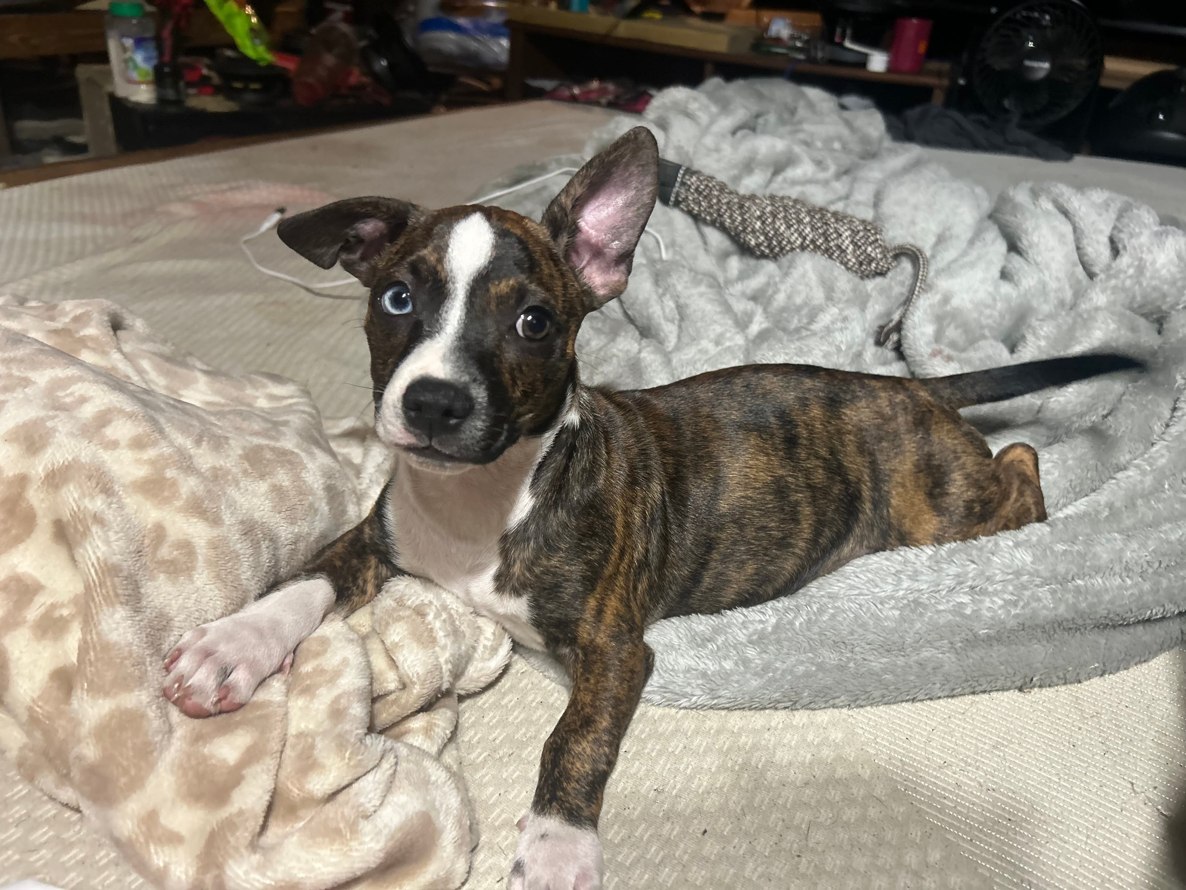 Female Chihuahua in Strafford, Missouri