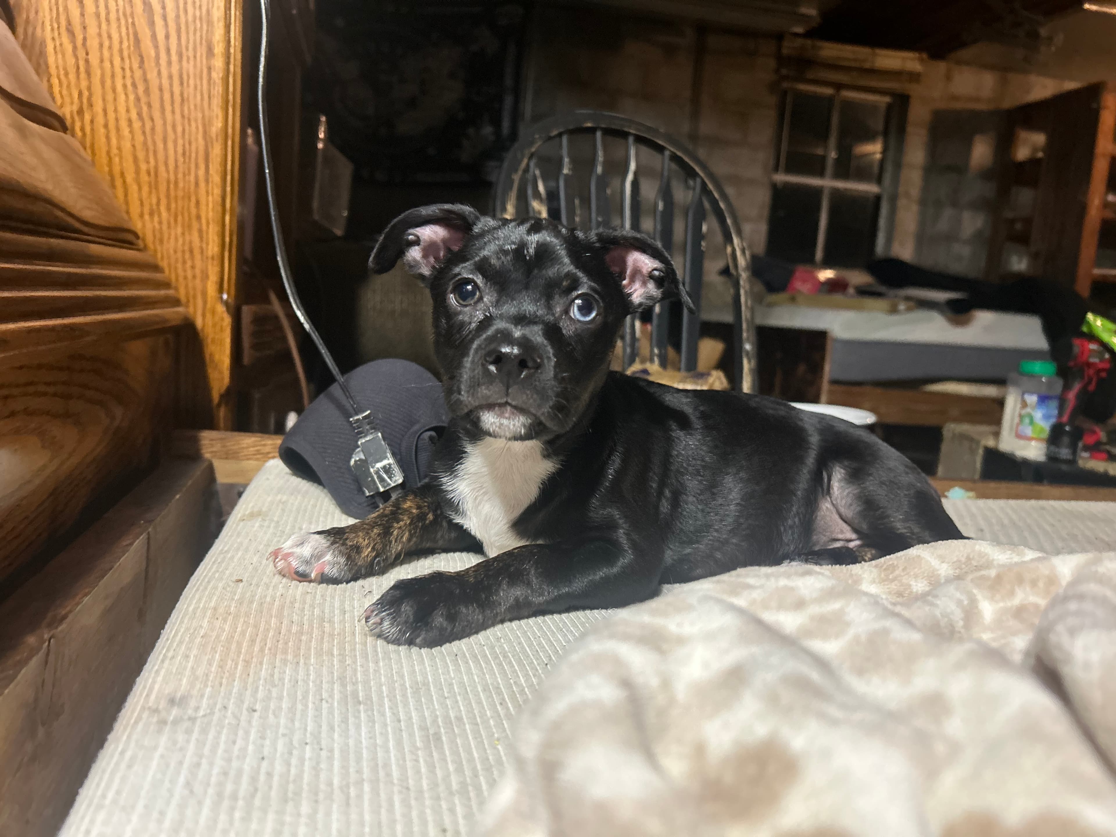 Male Chihuahua in Strafford, Missouri