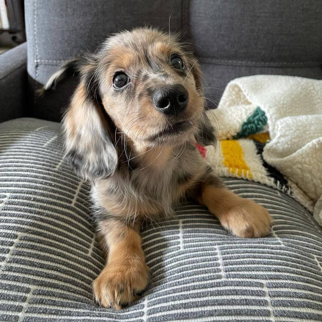 Dachshund in Amarillo, Texas