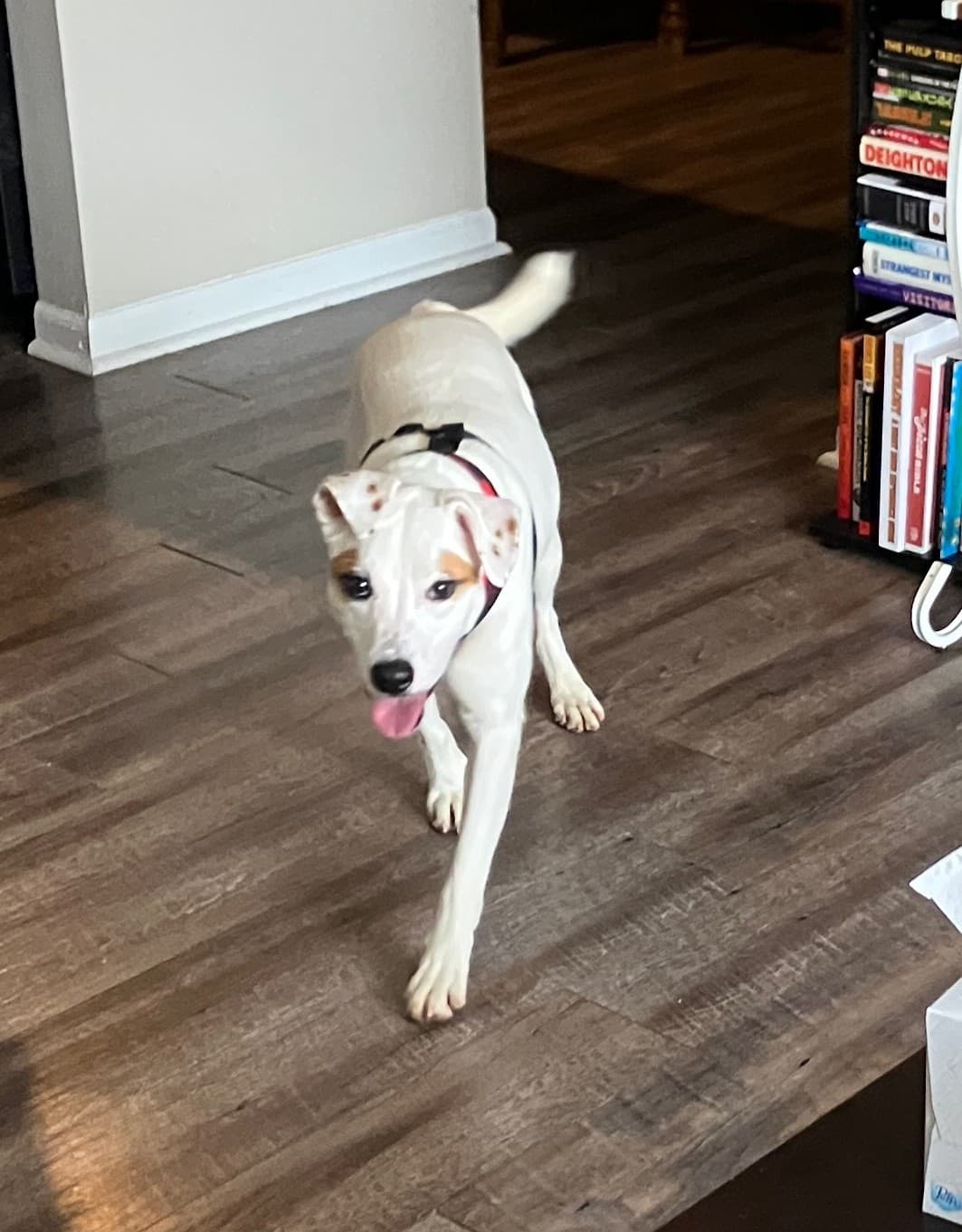 Female Terrier/Pit mix in Johnstown, Ohio