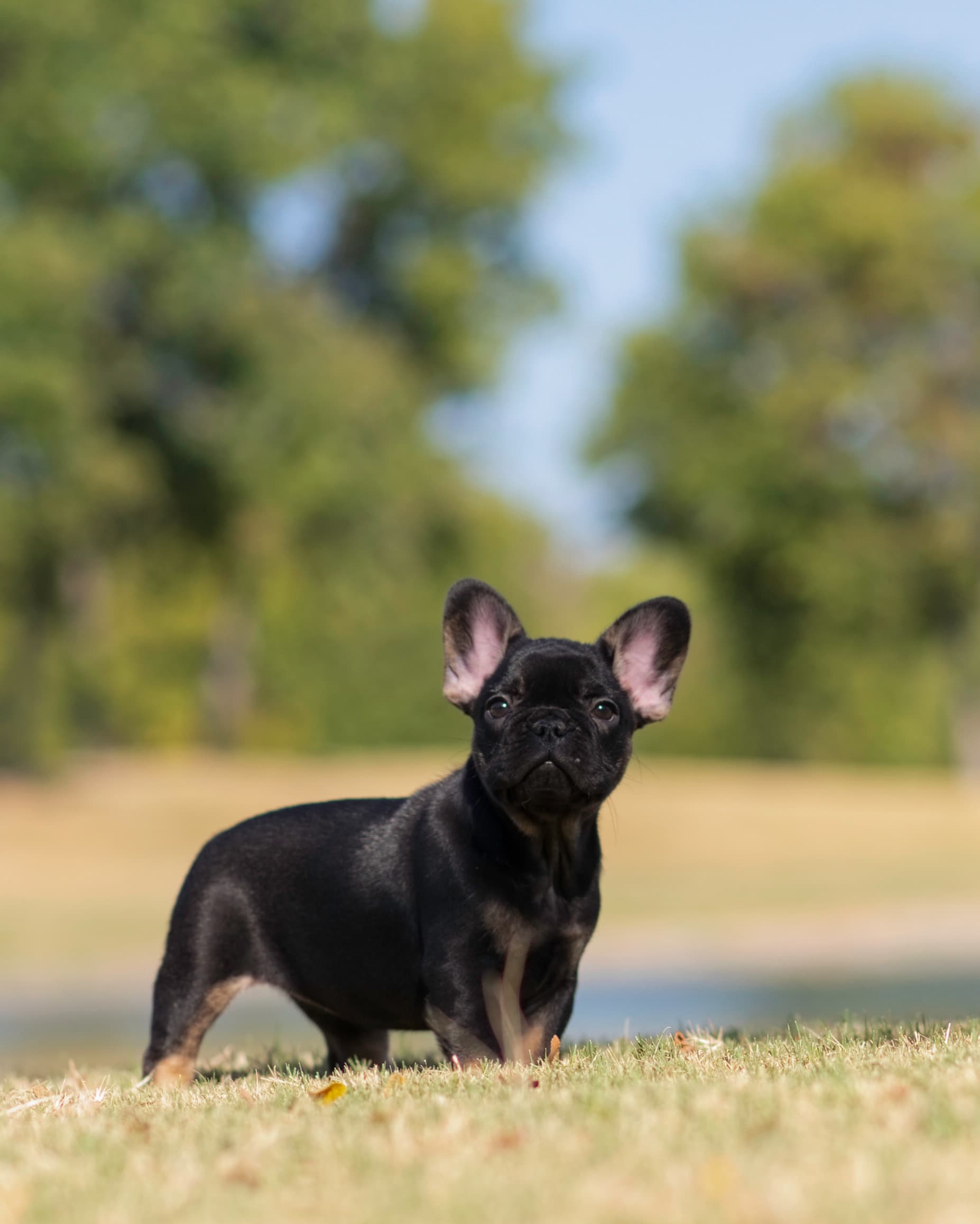 Female French Bulldog in Dallas, Texas