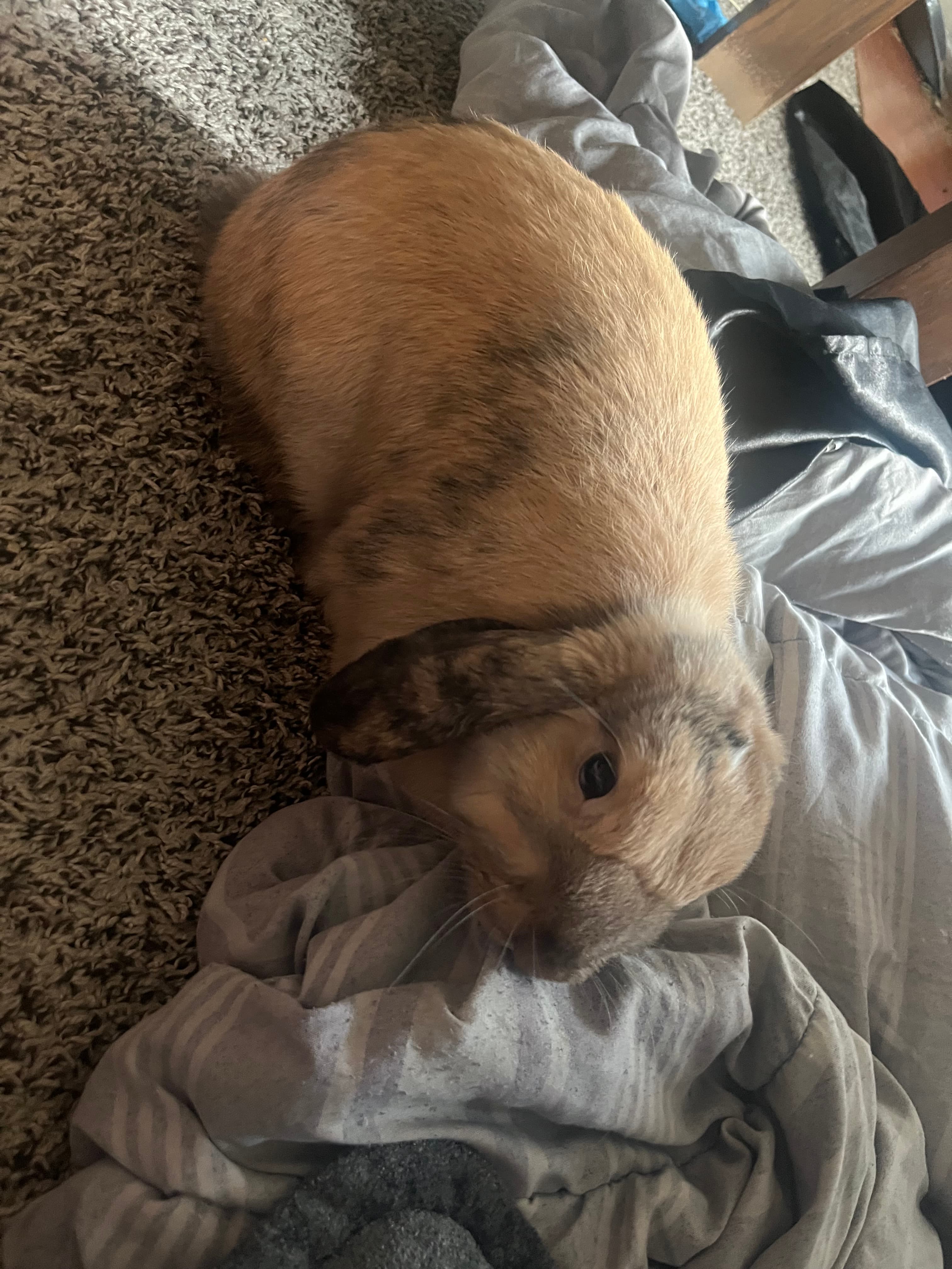 Female Rabbit in Cincinnati, Ohio