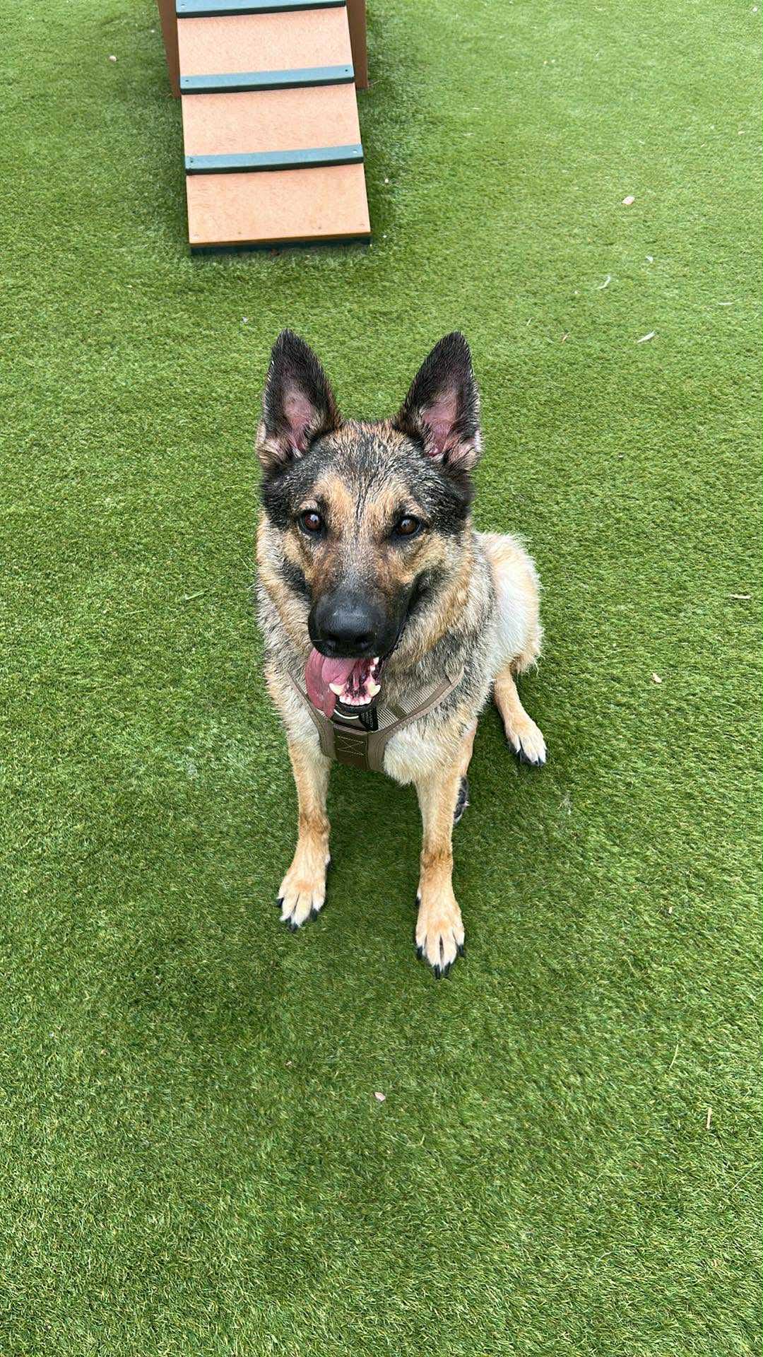 Male German Shepherd Dog in Denver, Colorado