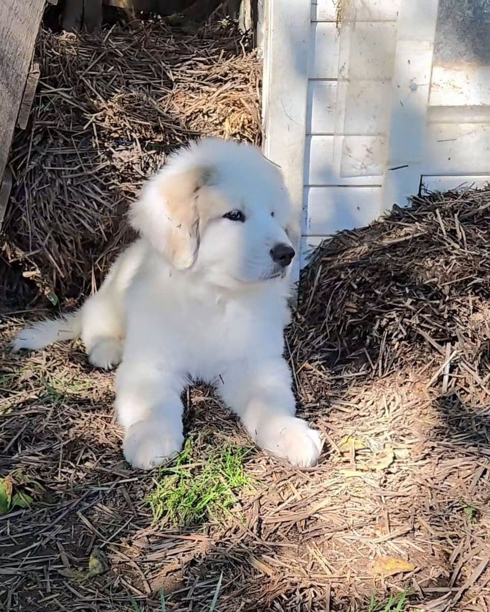 Great Pyrenees in New Carlisle, Ohio