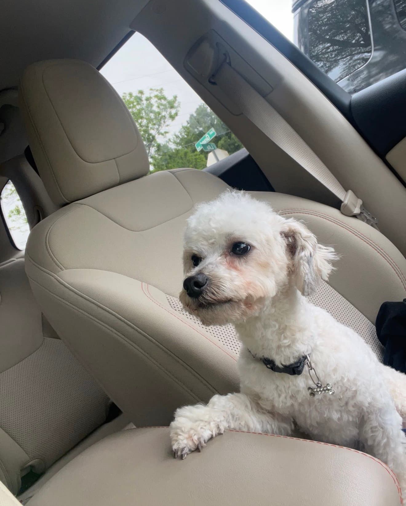 Male Poodle (Toy) in Garland County, Arkansas