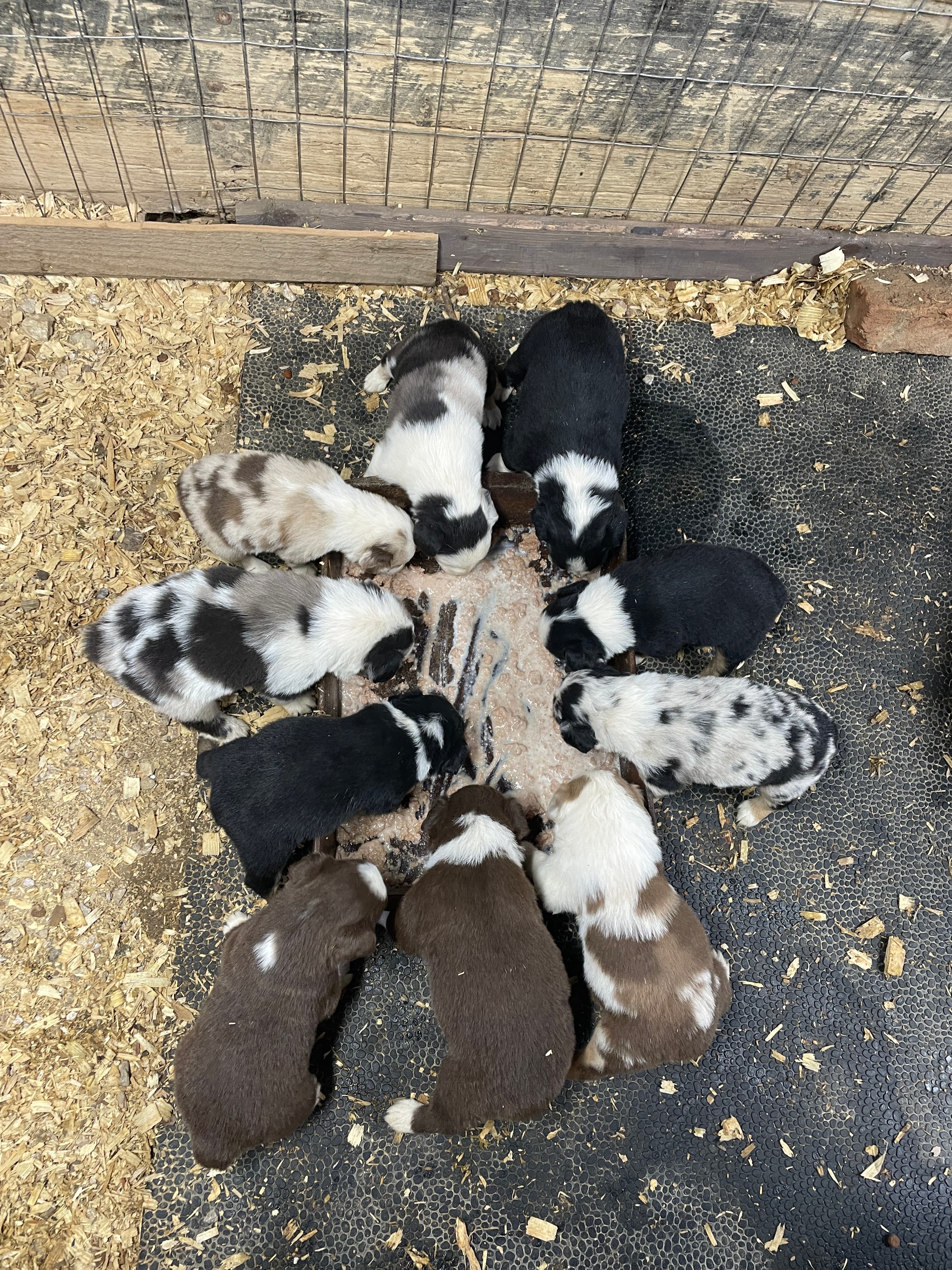 Australian Shepherd in Thorn Hill, Tennessee