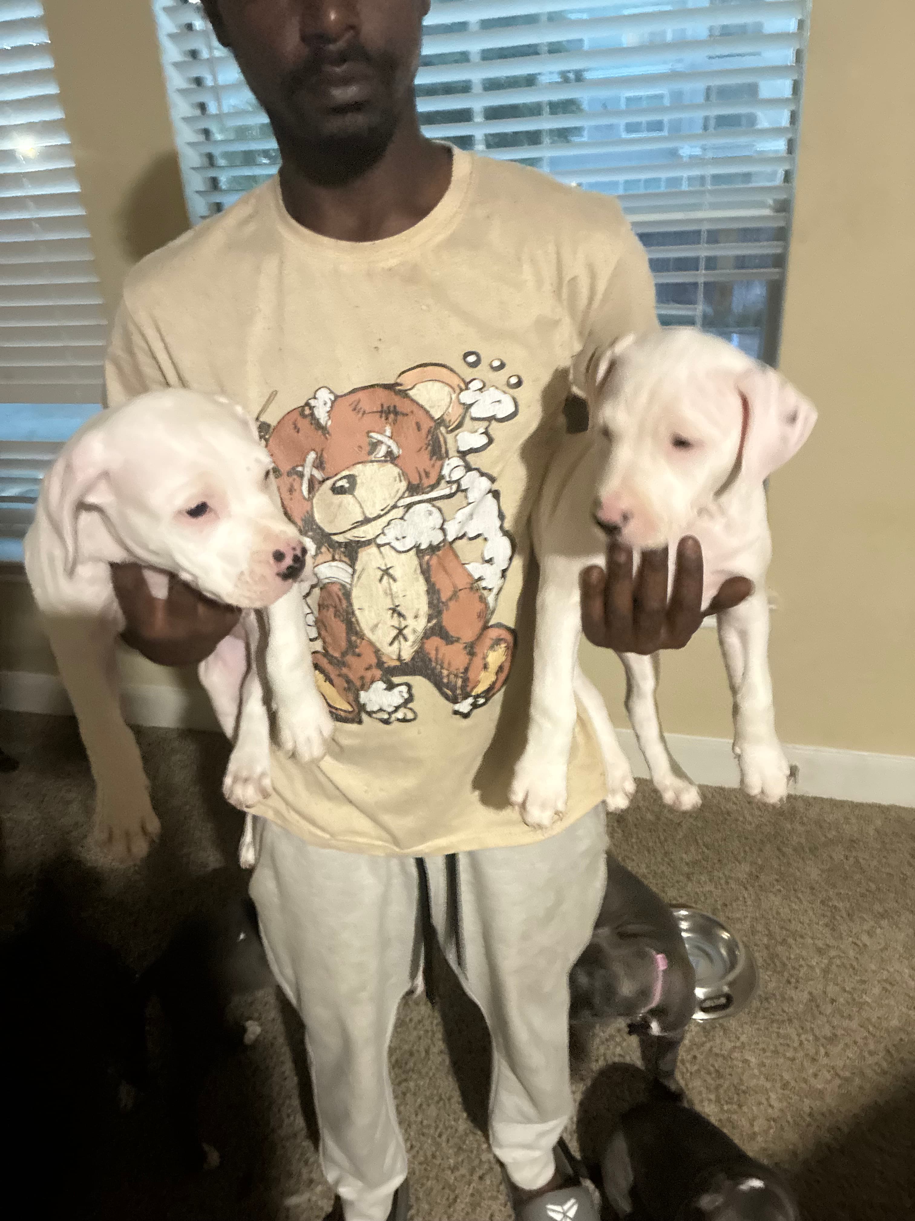 Female Dogo Argentino in Houston, Texas