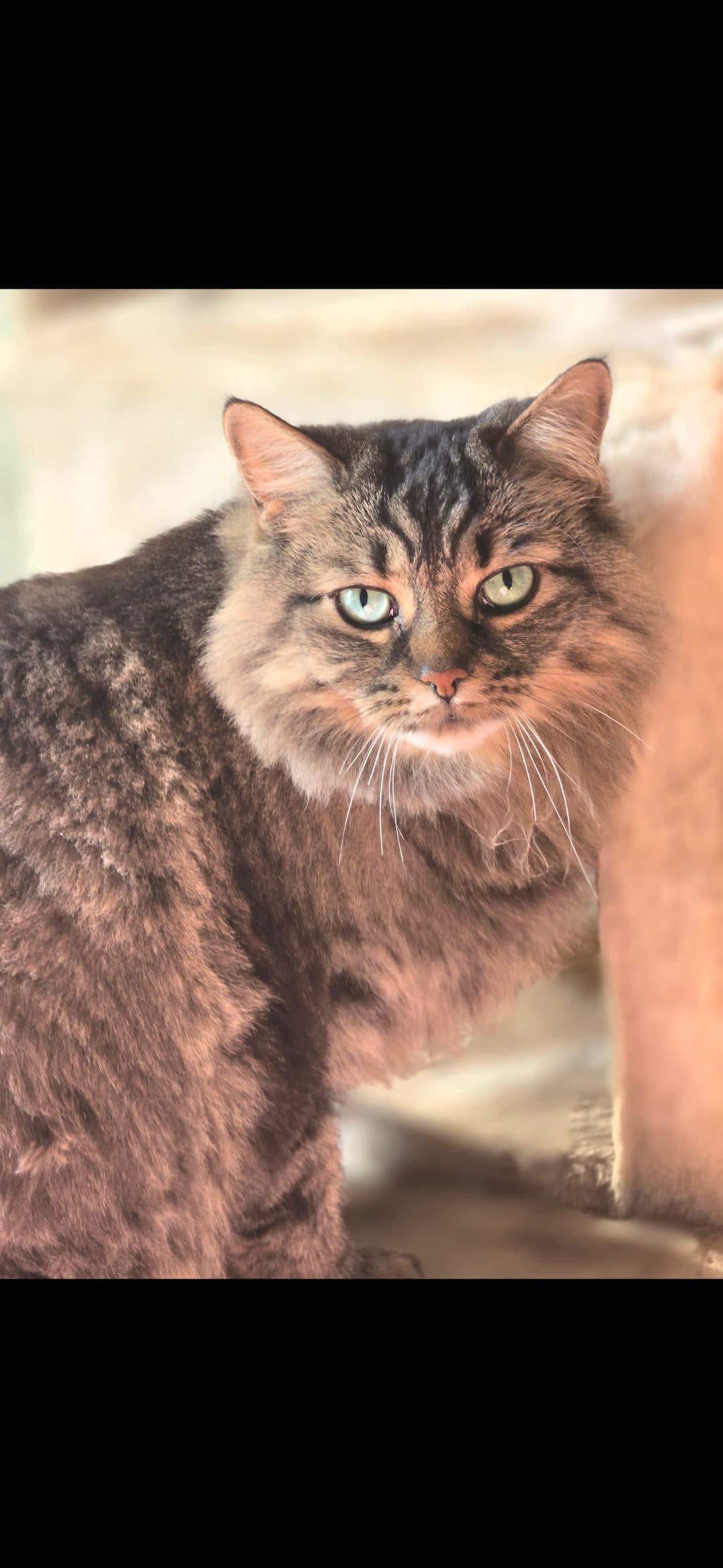Female Siberian in Vista, California