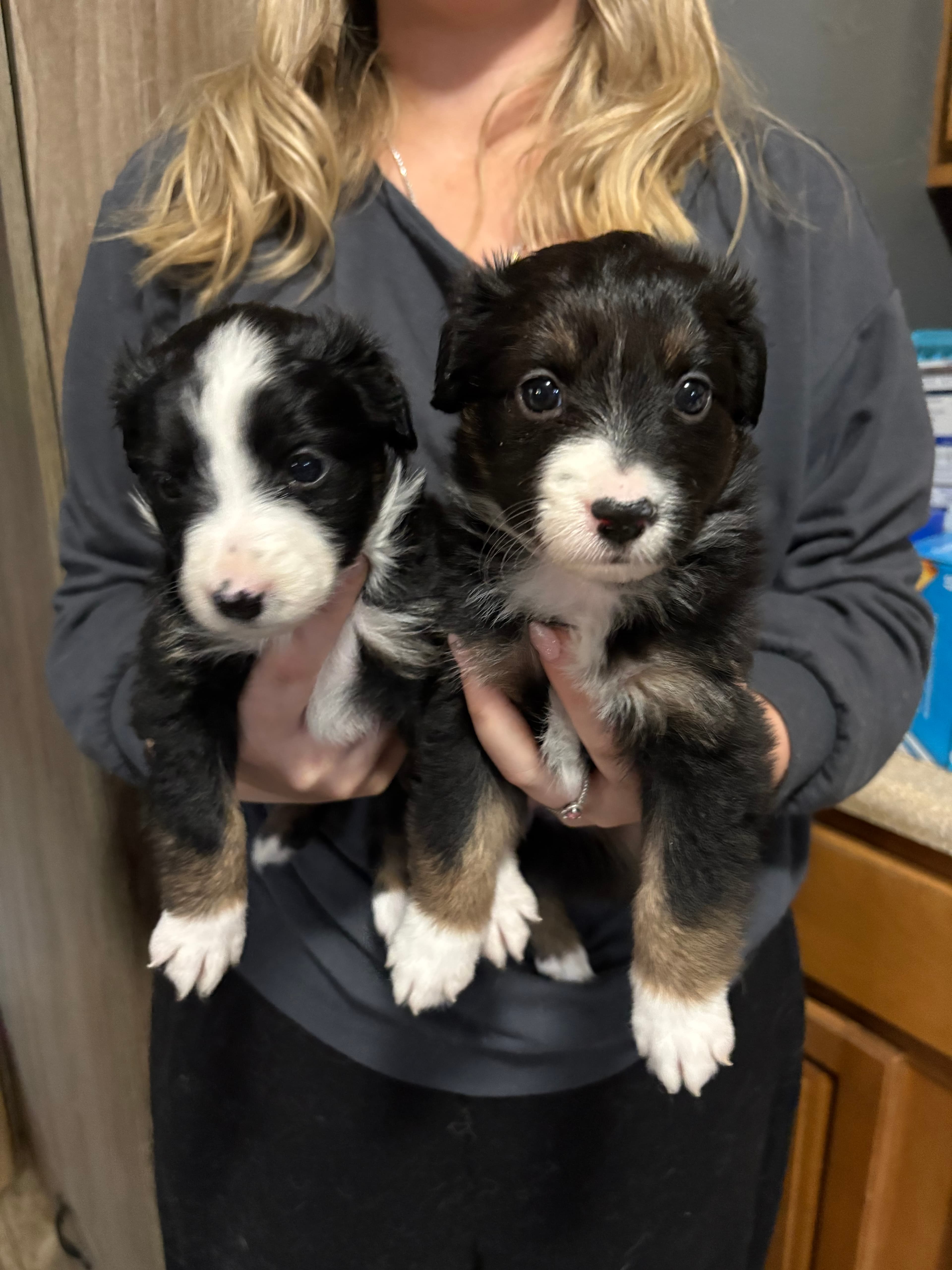 Female Miniature American Shepherd in West Chester, Ohio