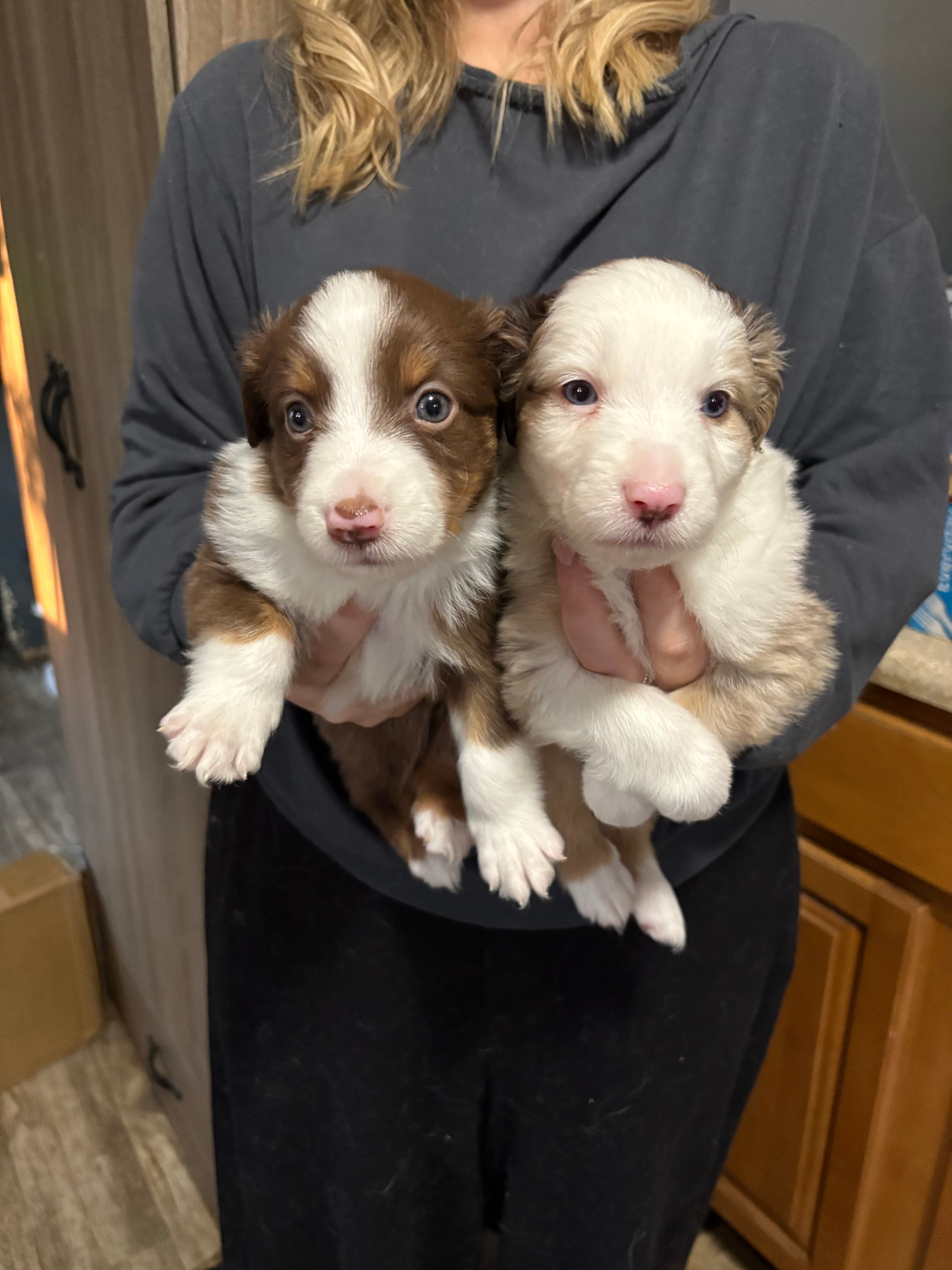 Male Miniature American Shepherd in West Chester, Ohio