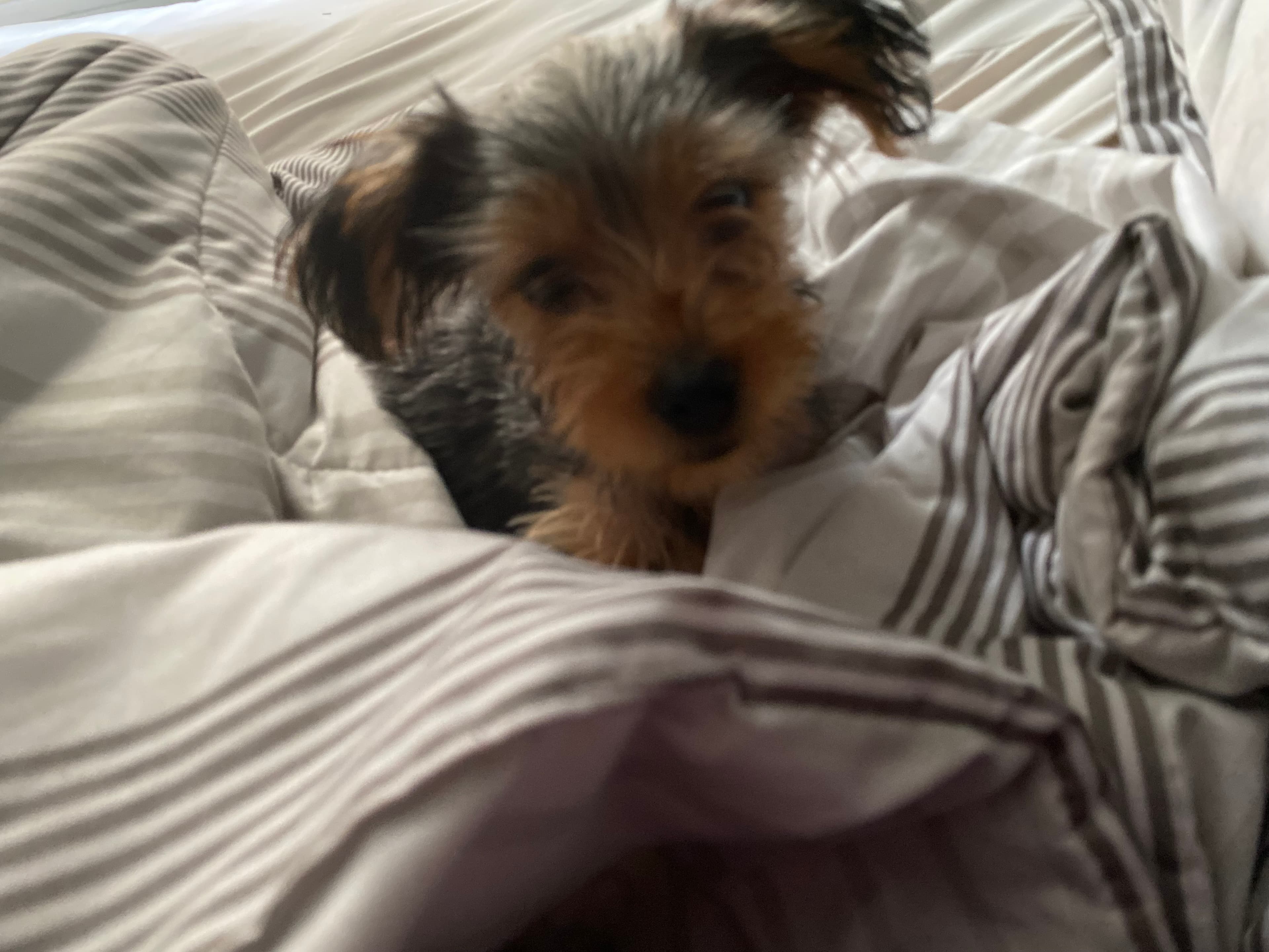 Female Yorkshire Terrier in Newport News, Virginia