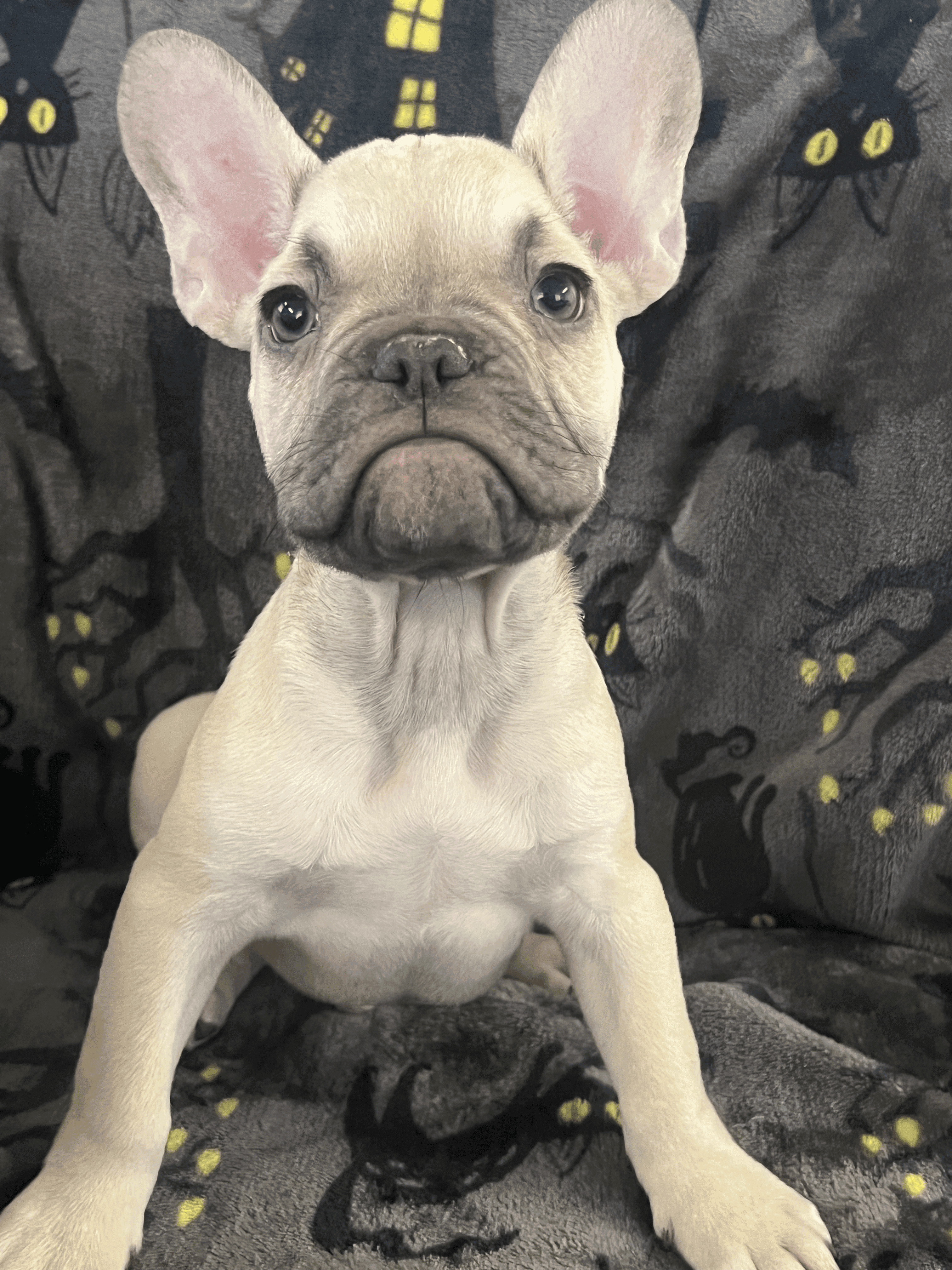 Male French Bulldog in Fresno, California