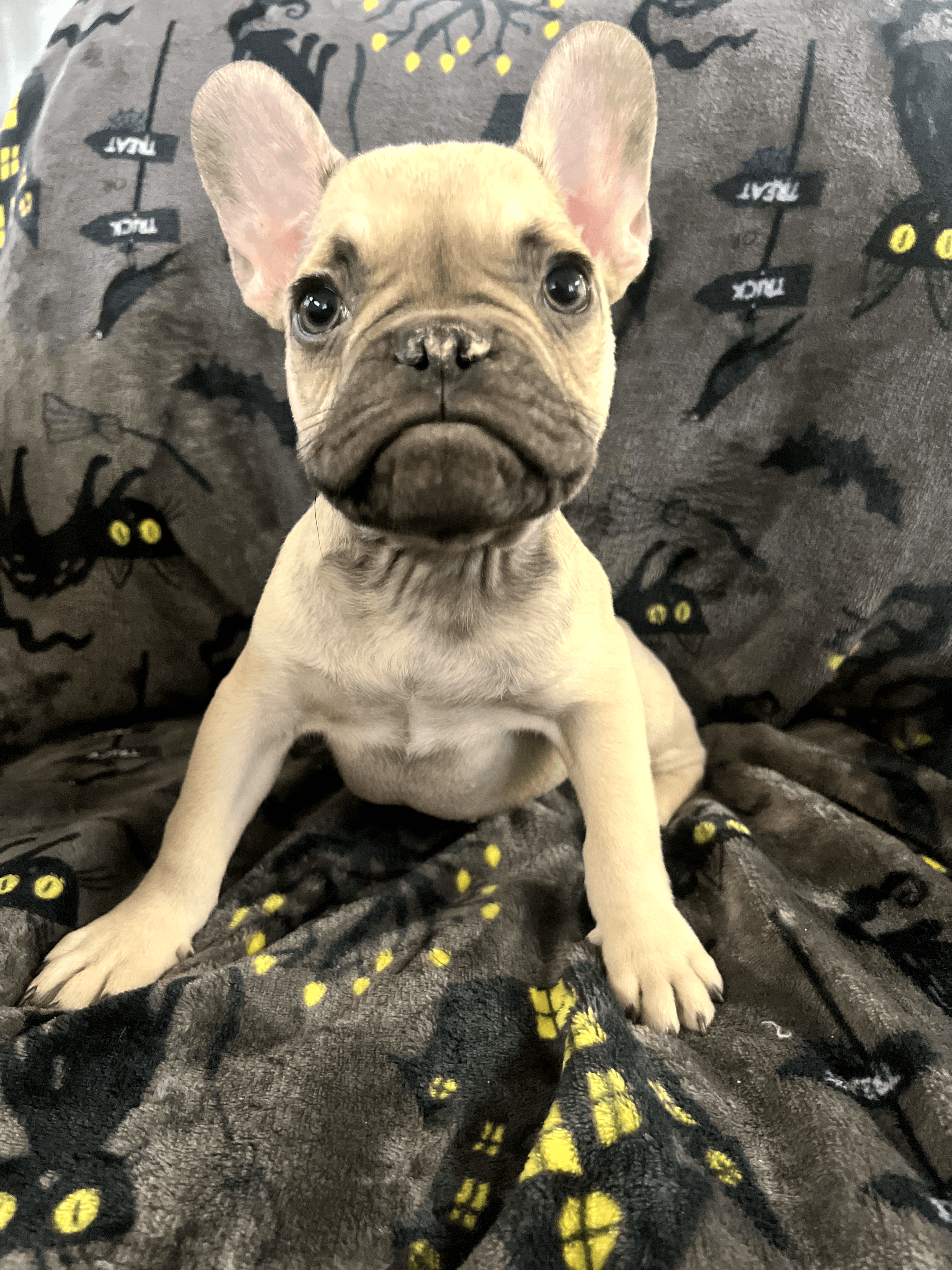 Male French Bulldog in Fresno, California