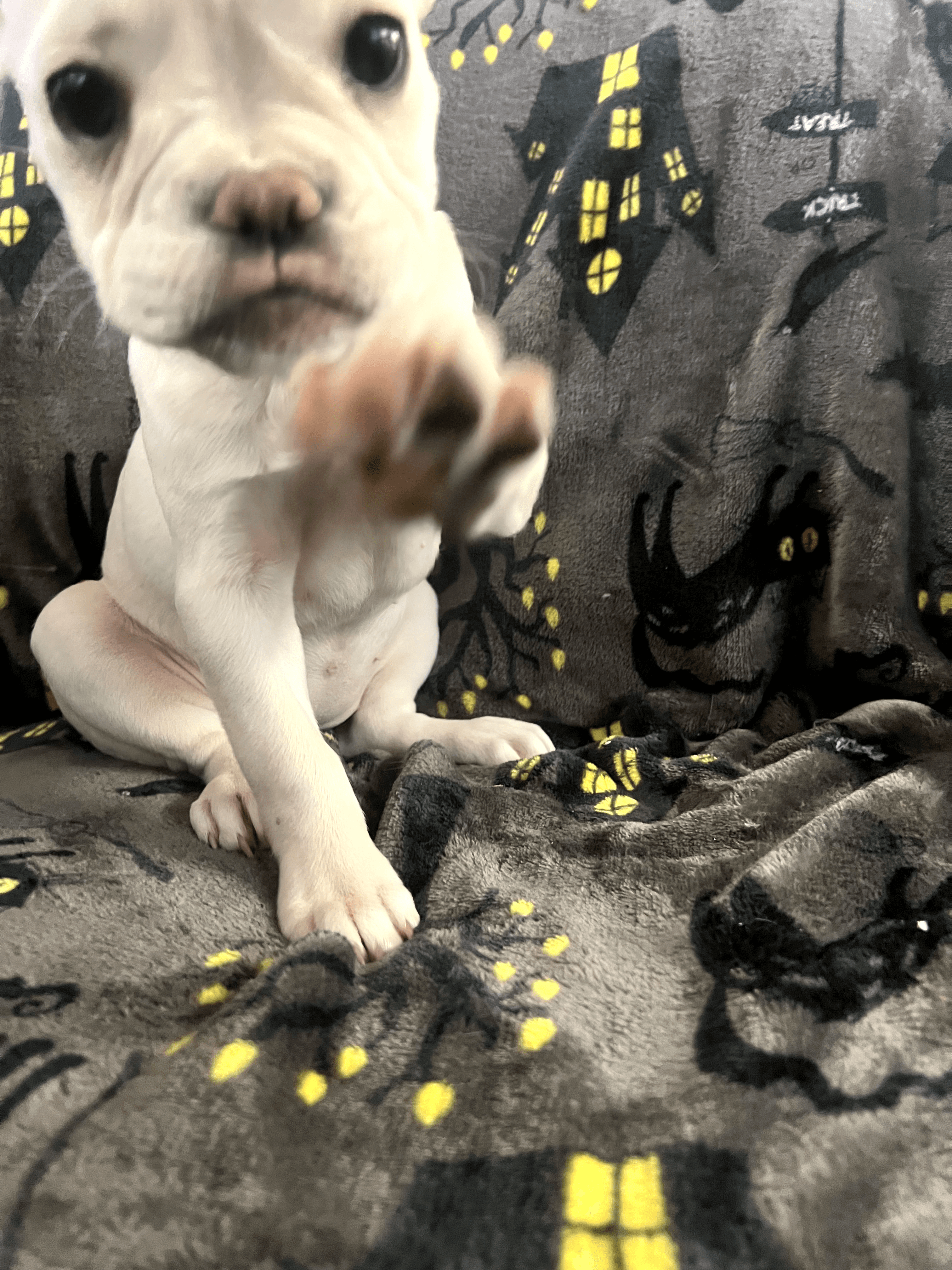 Female French Bulldog in Fresno, California