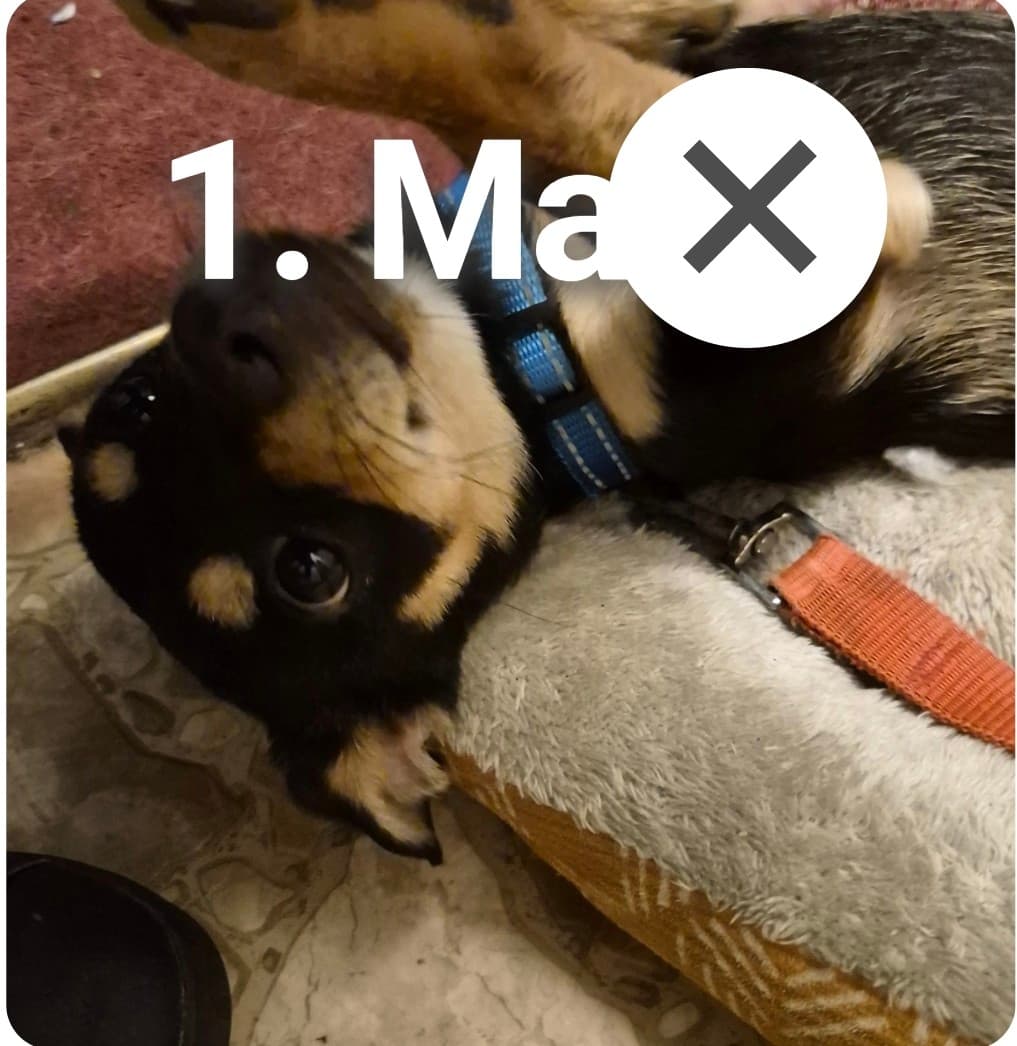 Male Chihuahua in Warden, Washington