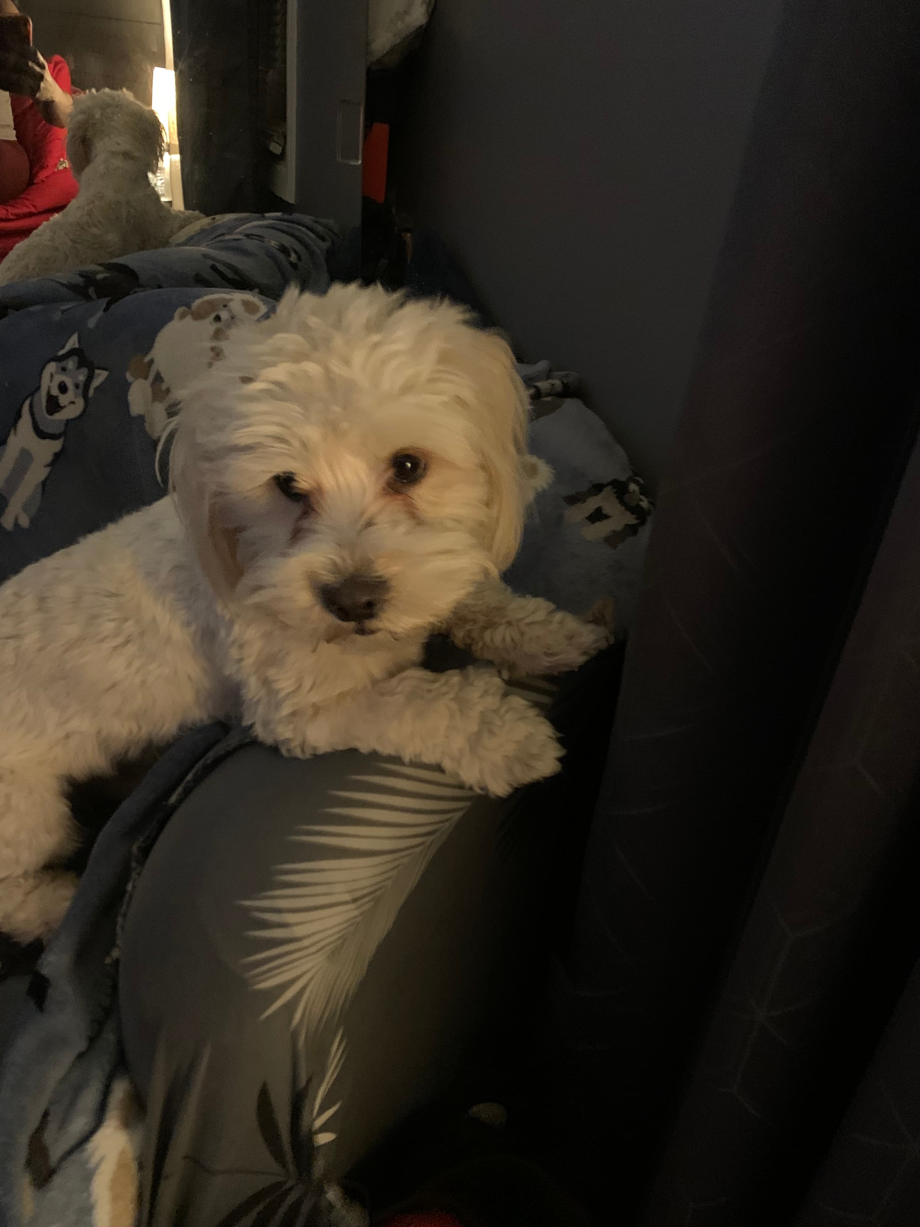 Male Maltese in Willingboro, New Jersey