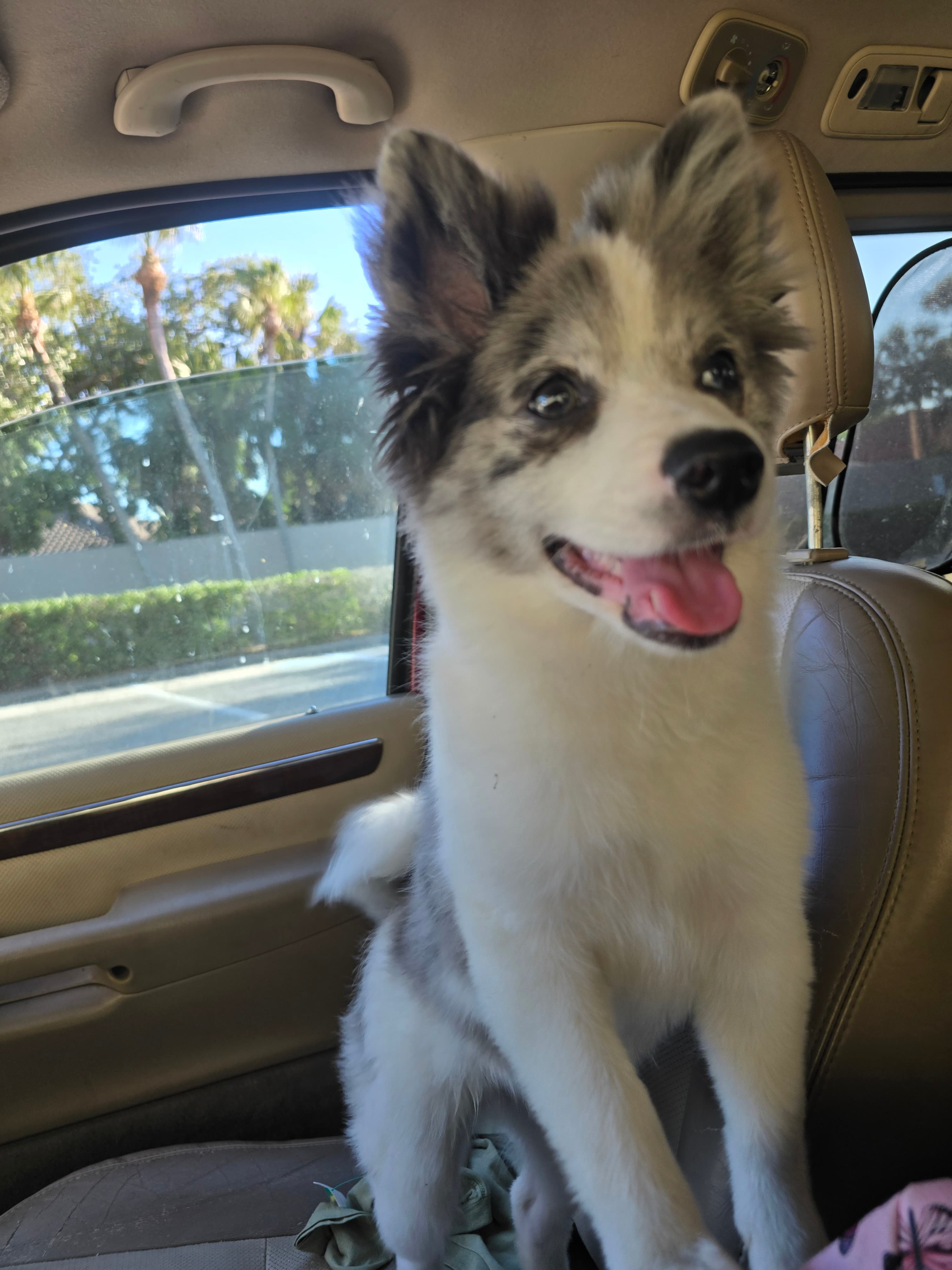 Female Pomeranian in Sarasota County, Florida