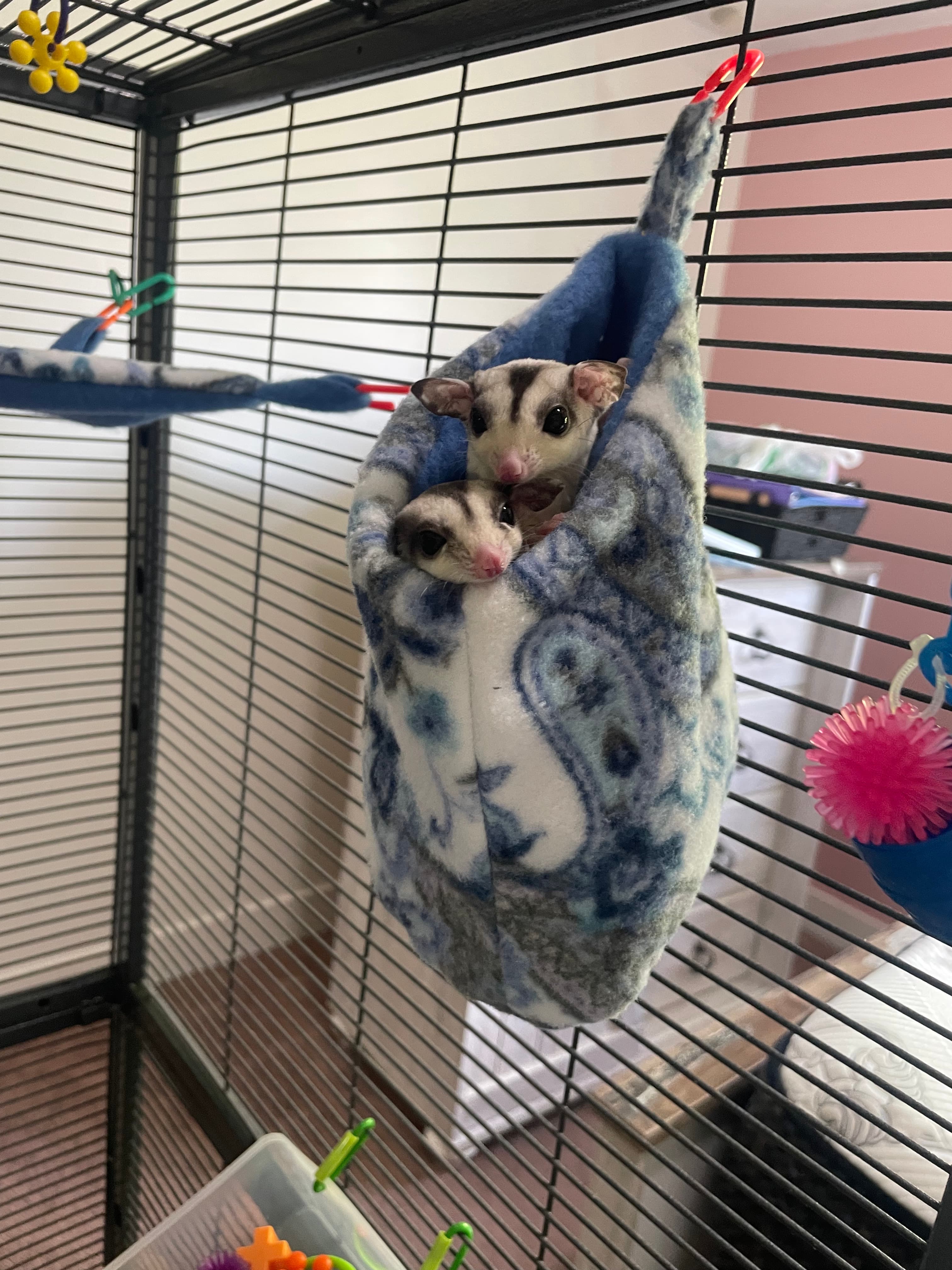 Sugar Glider in Cache County, Utah