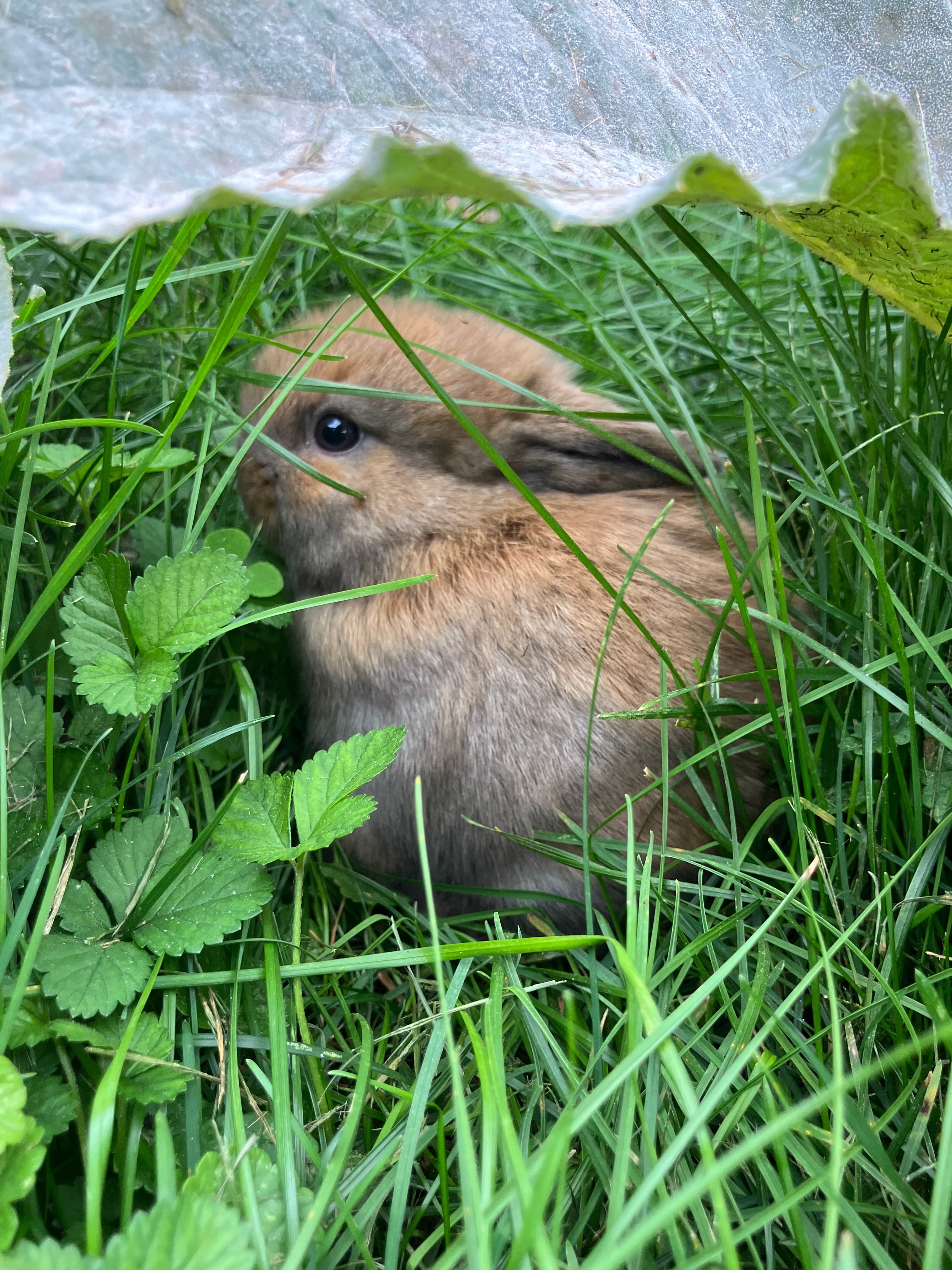 Rabbit in Milwaukee, Wisconsin