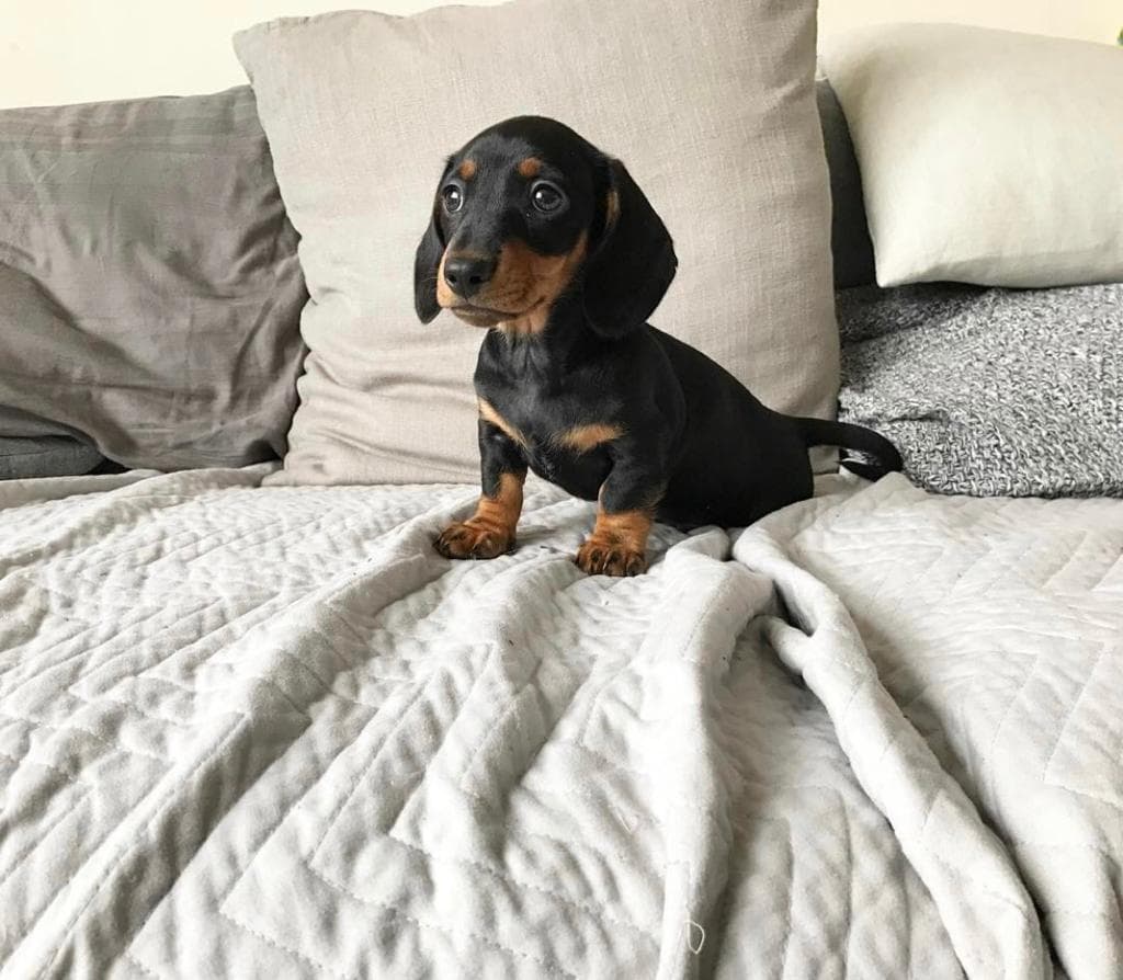 Dachshund in New York, New York