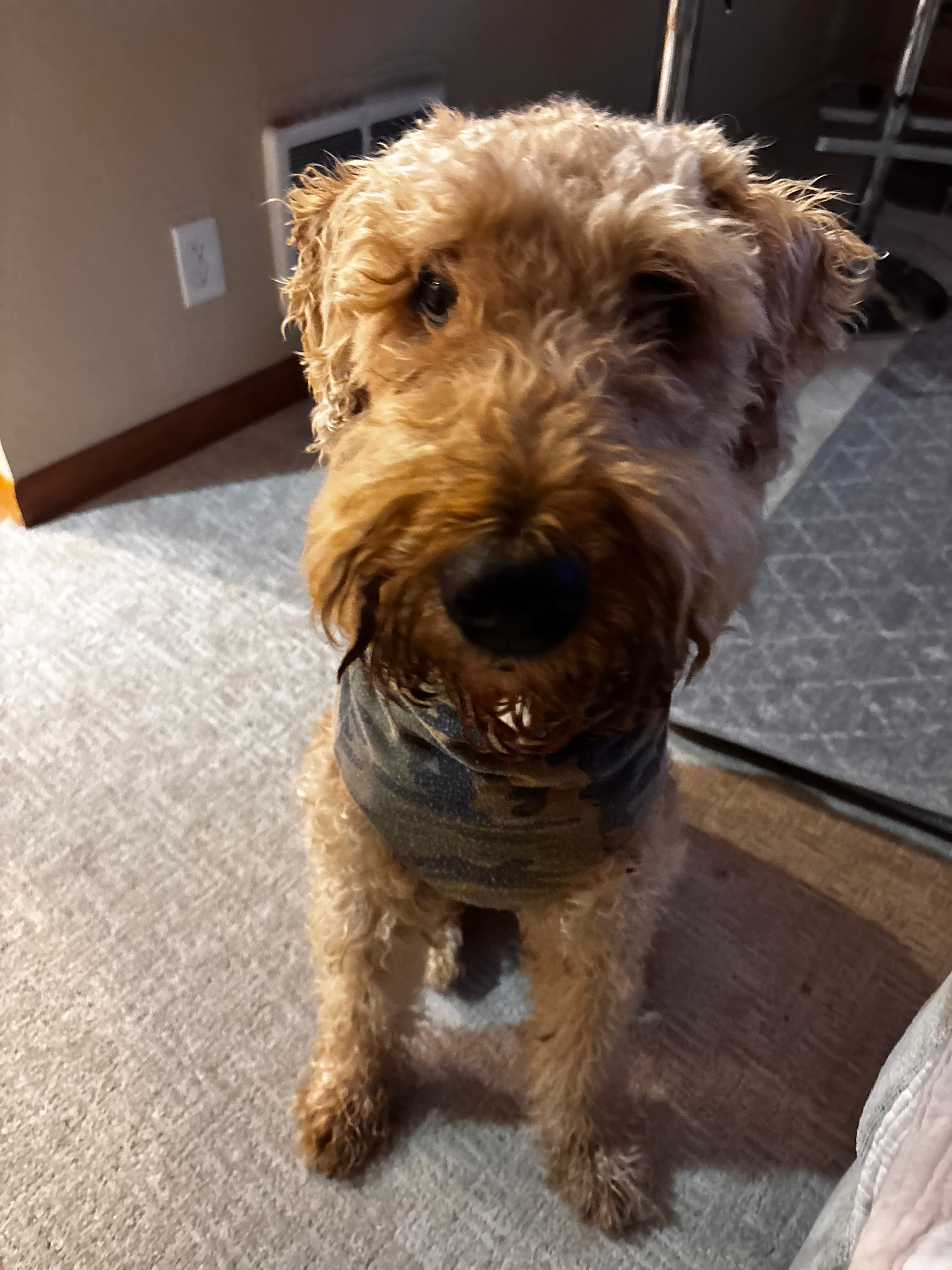 Female Airedale Terrier in Tacoma, Washington