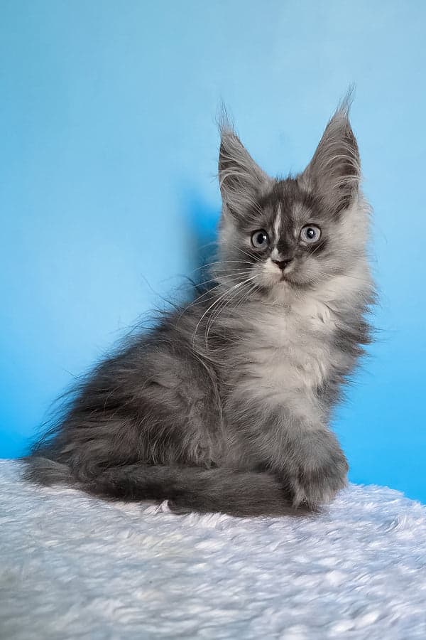 Female Maine Coon in Porter Springs, Texas